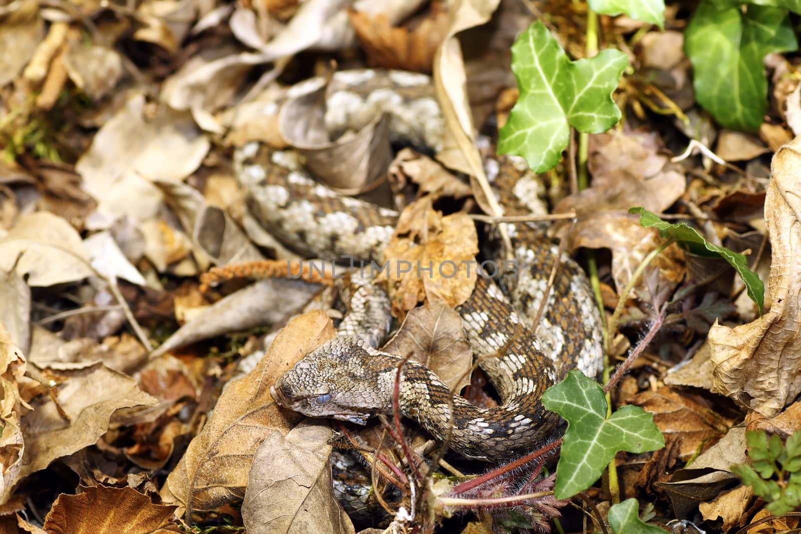 camouflage of nose horned viper in natural habitat by taviphoto