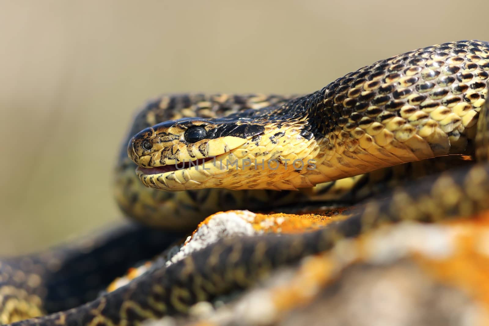 close up of blotched snake head by taviphoto