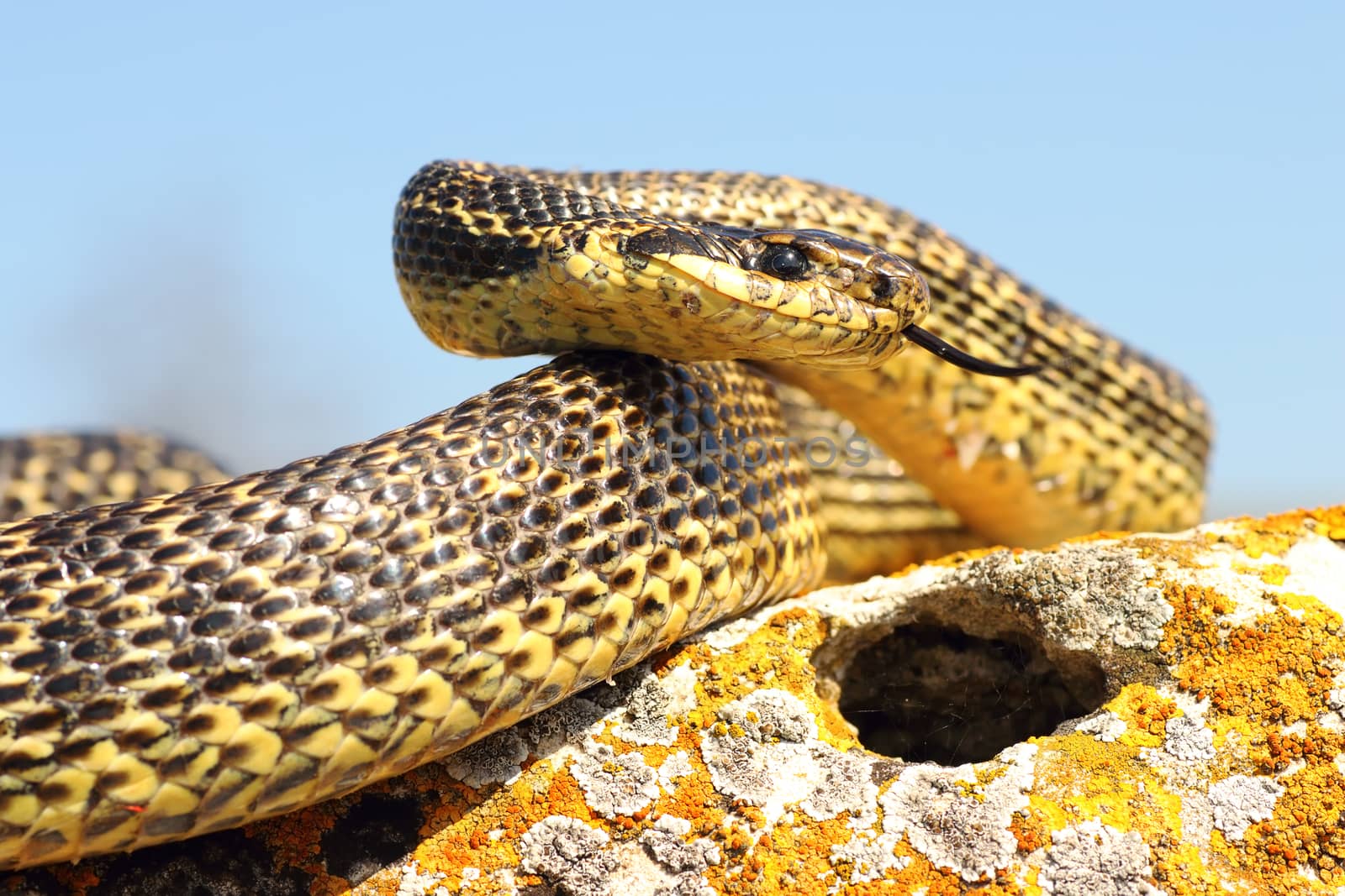 blotched snake ready to attack by taviphoto