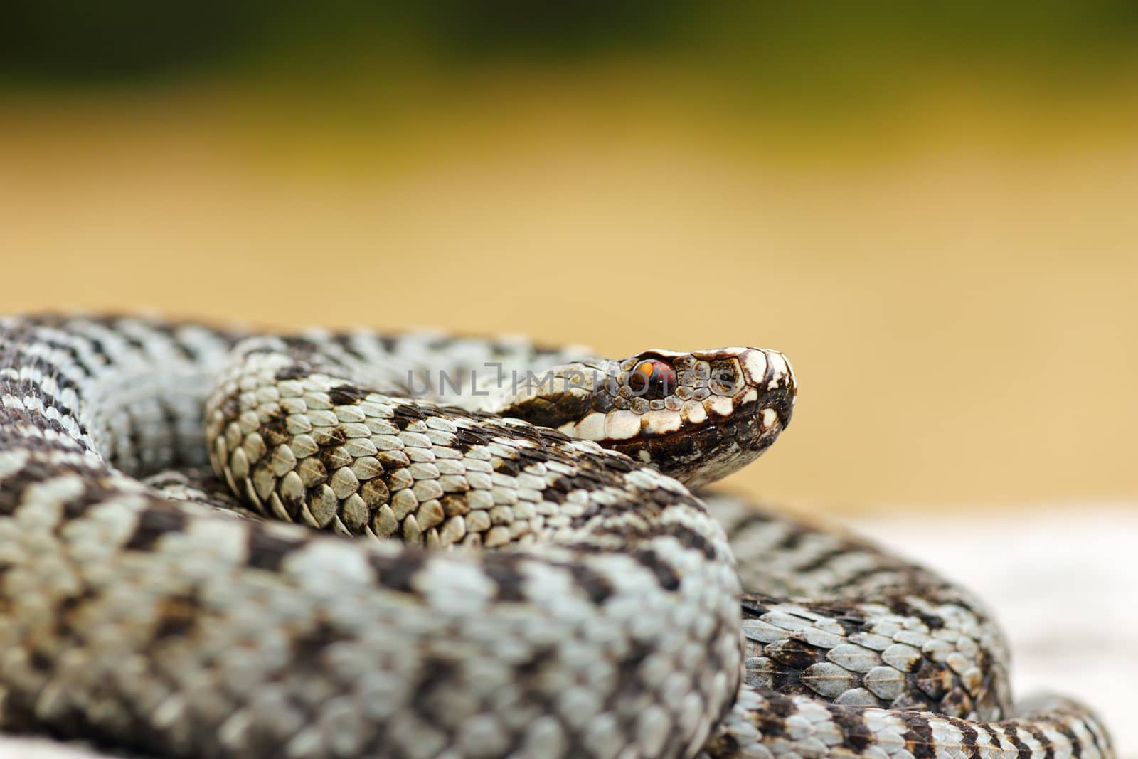 close up of male common crossed viper, a widespread dangerous european snake ( Vipera berus )