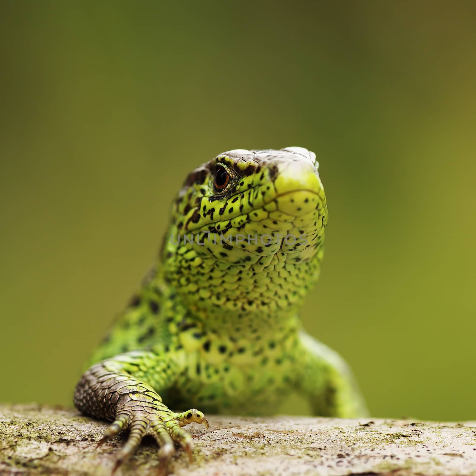 closeup of male sand lizard standing on wood ( Lacerta agilis )