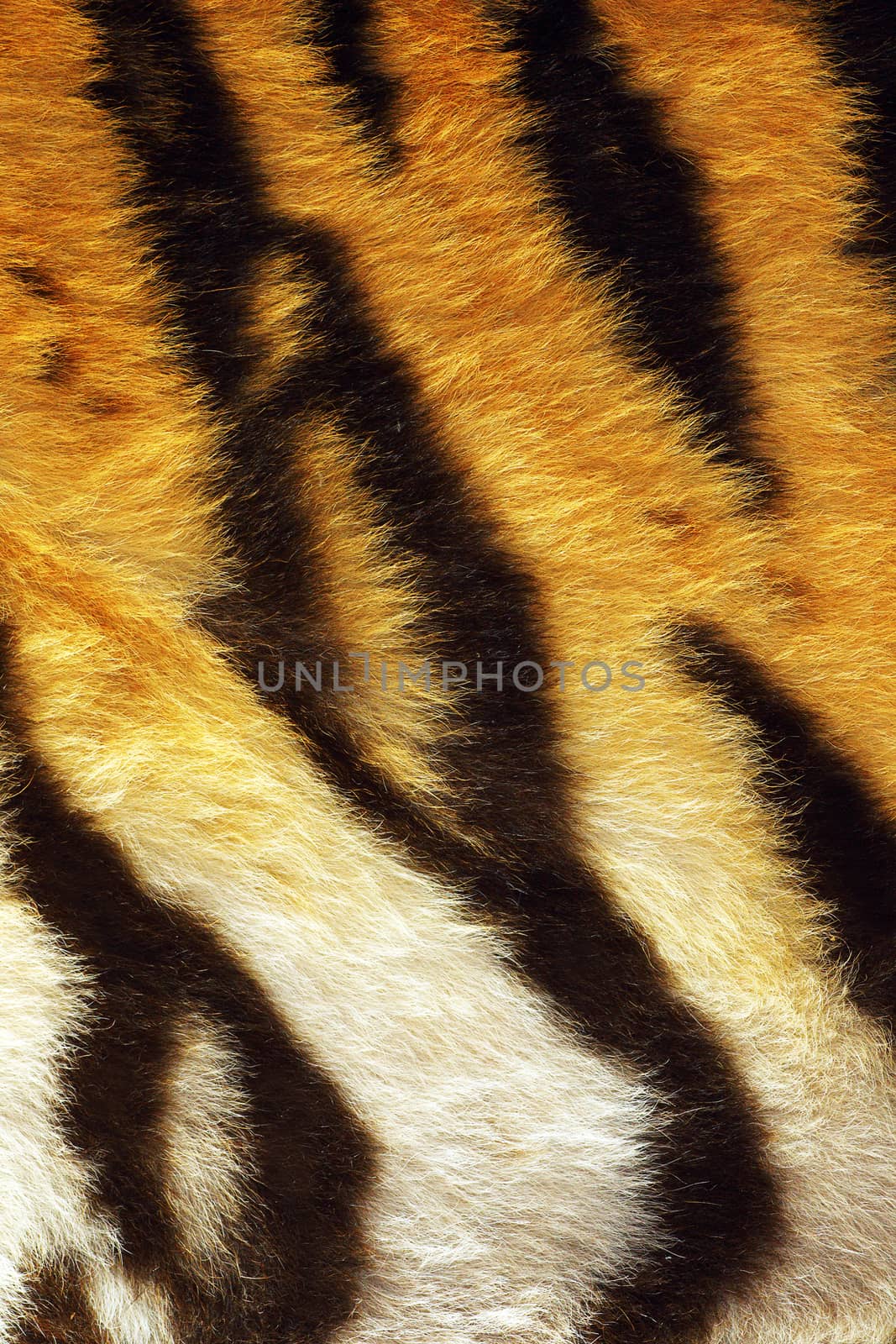 closeup of tiger stripes on fur by taviphoto
