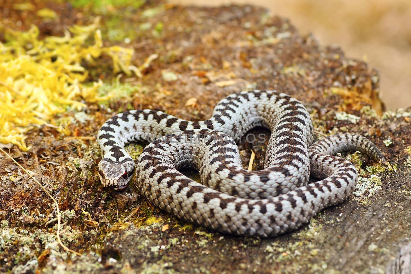 common european adder basking in natural habitat by taviphoto