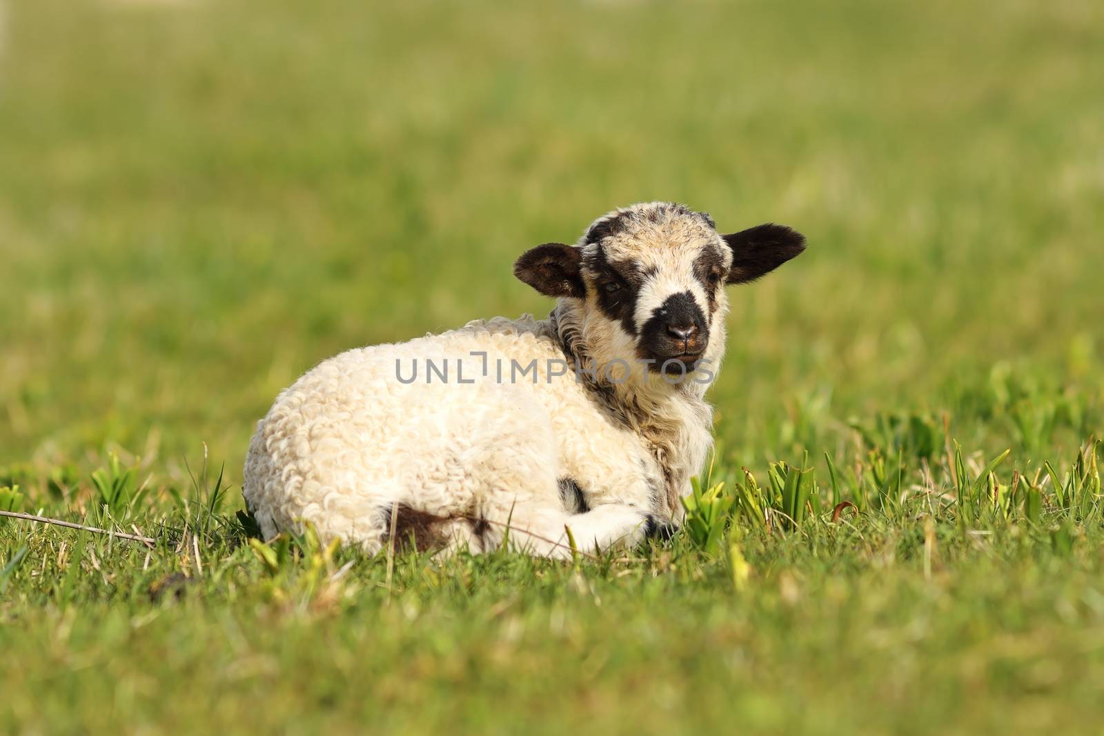 cute mottled lamb by taviphoto