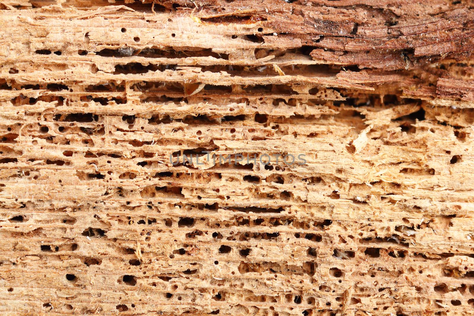 detail of fir wood damaged by fungus and insects, wood boring beetle
