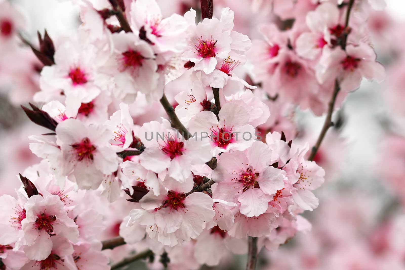 detail of japanese cherry tree flowers by taviphoto