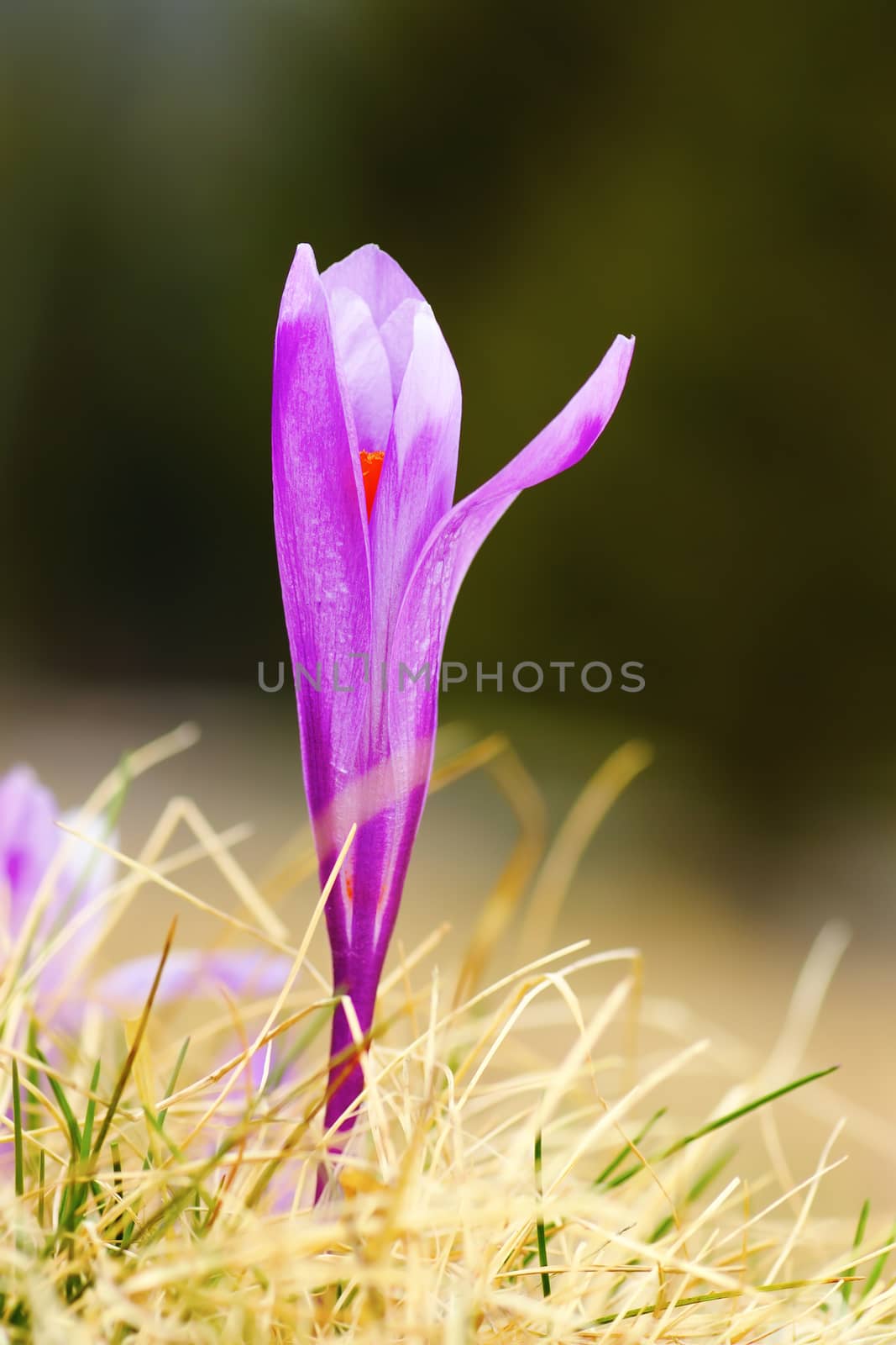 detail of saffron crocus growing on mountain  meadow ( Crocus vernus )