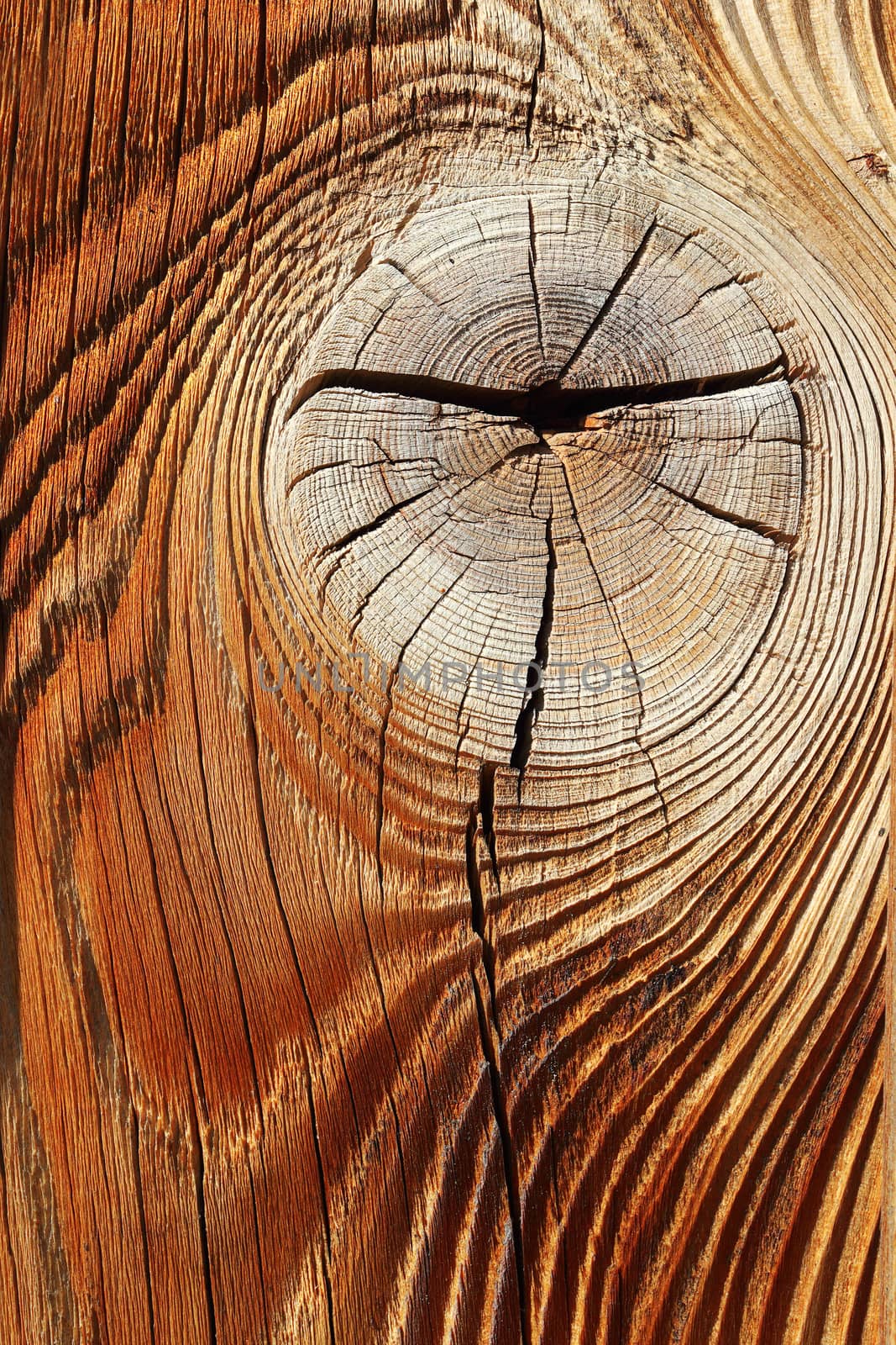 detail of knotted spruce wooden surface by taviphoto