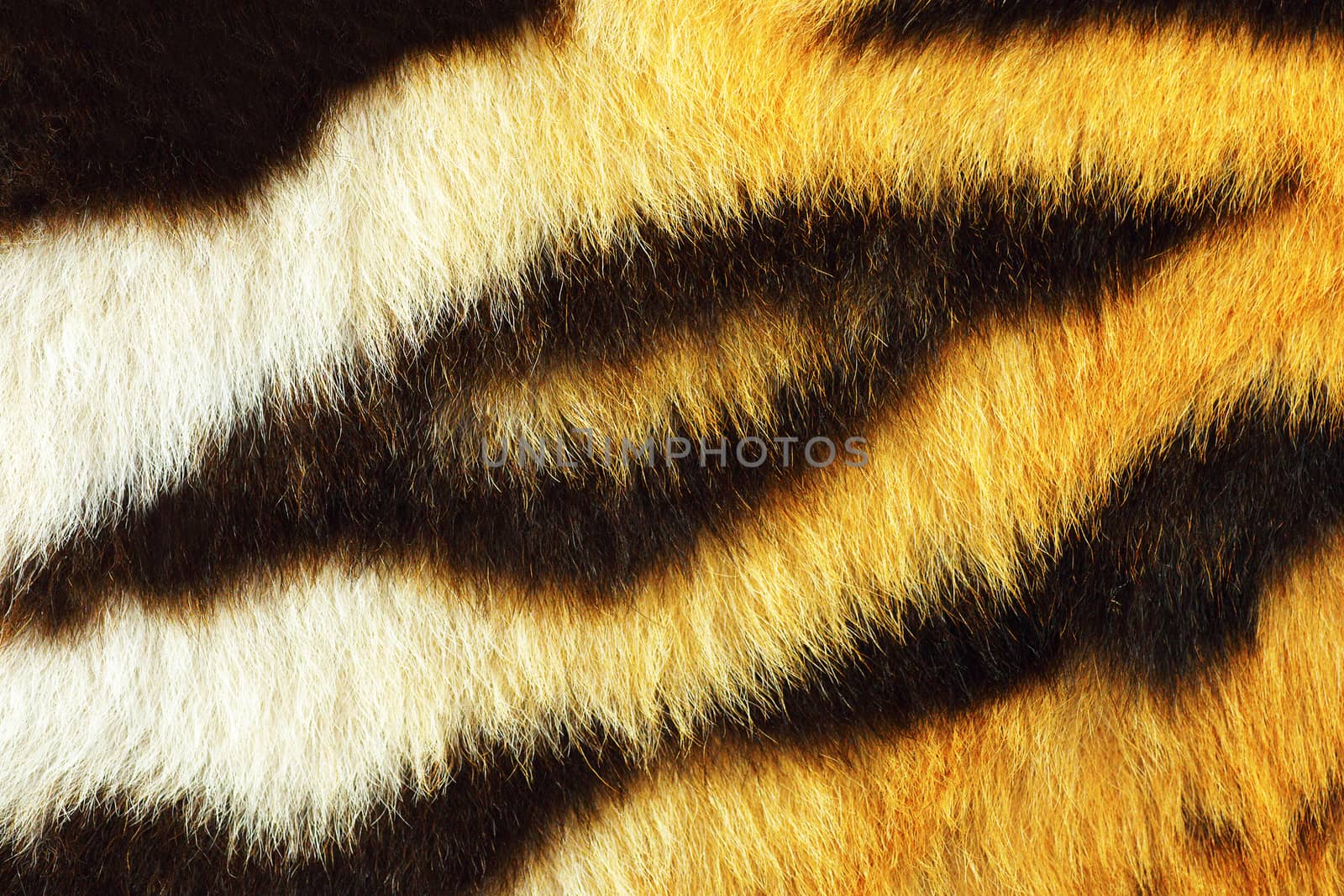 detail of tiger fur texture by taviphoto