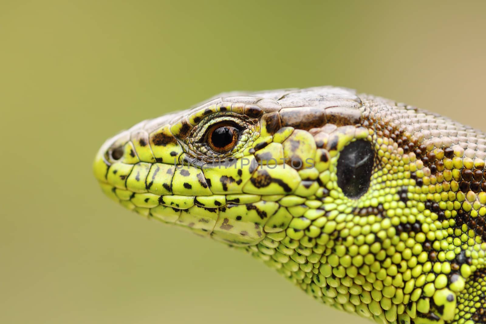 detailed portrait of sand lizard, macro shot of a male head ( Lacerta agilis )