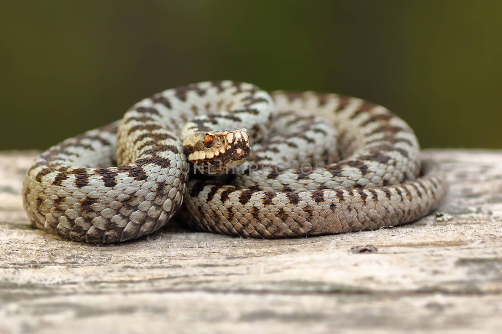 european crossed adder basking on wood stump ( Vipera berus, a venomous widespread european snake )