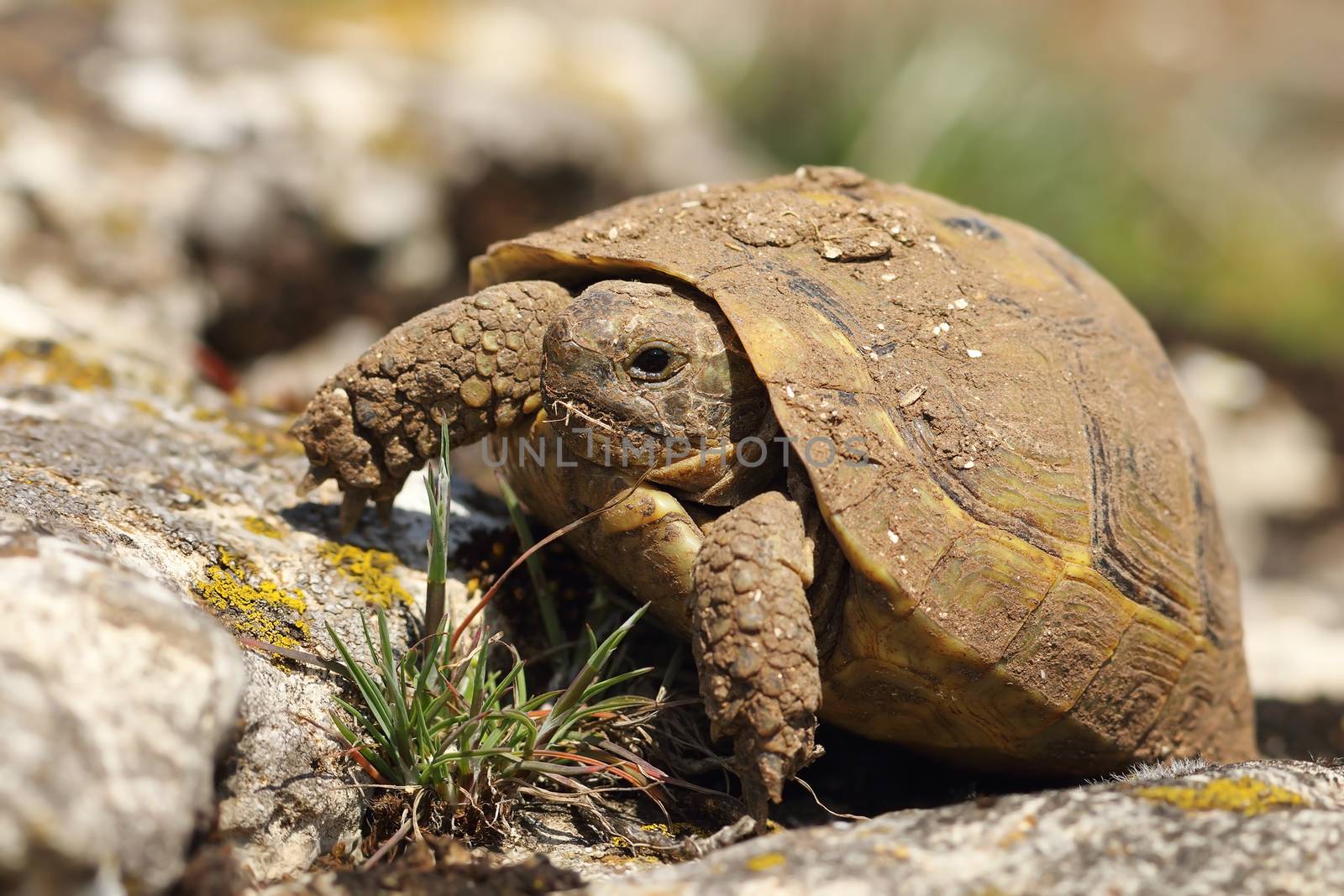 dirty greek turtoise in natural habitat ( Testudo graeca, animal hatched from hibernation in early spring )