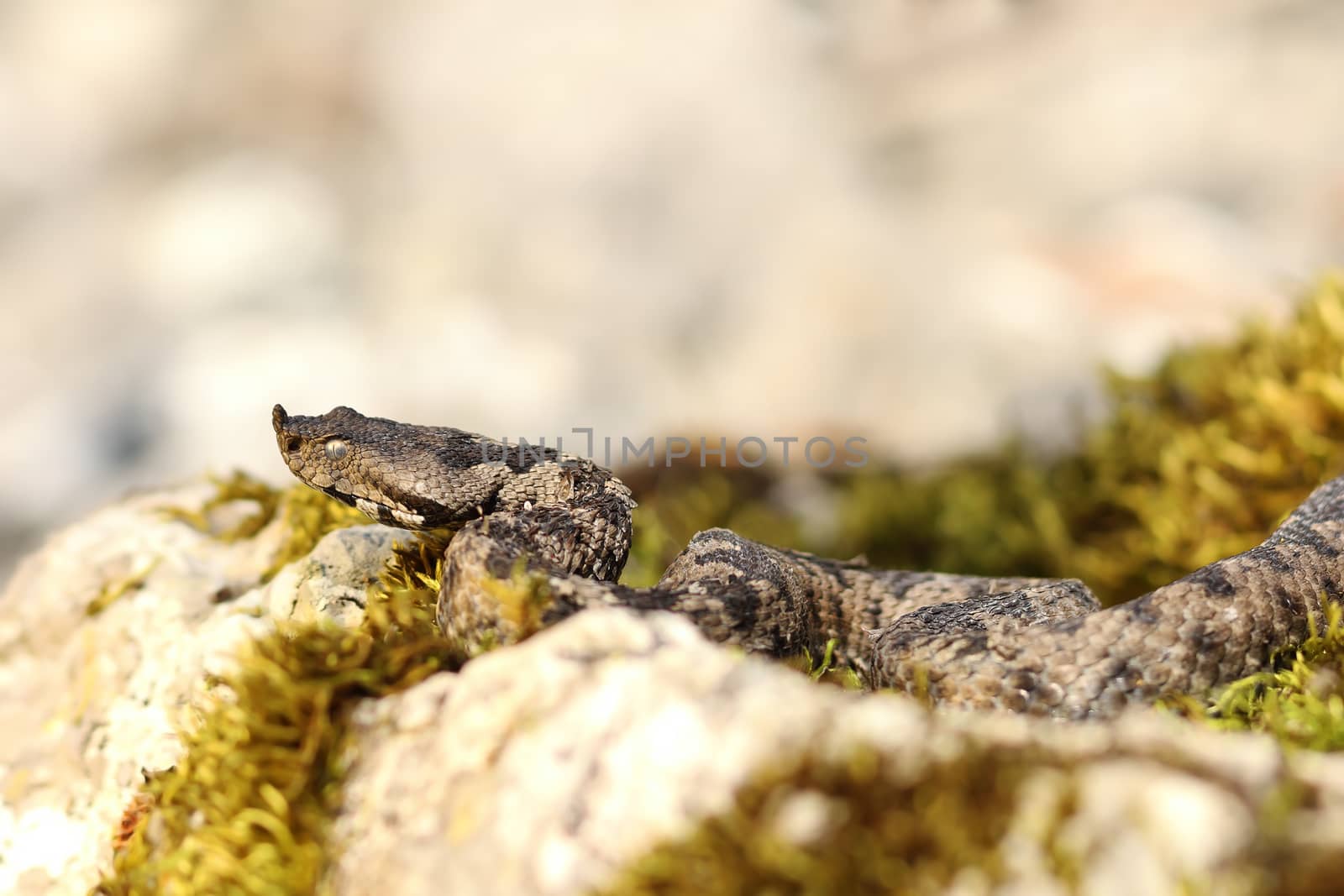 large european venomous snake basking in natural habitat ( the nose horned viper, Vipera ammodytes, one of the most dangerous snakes in Europe )