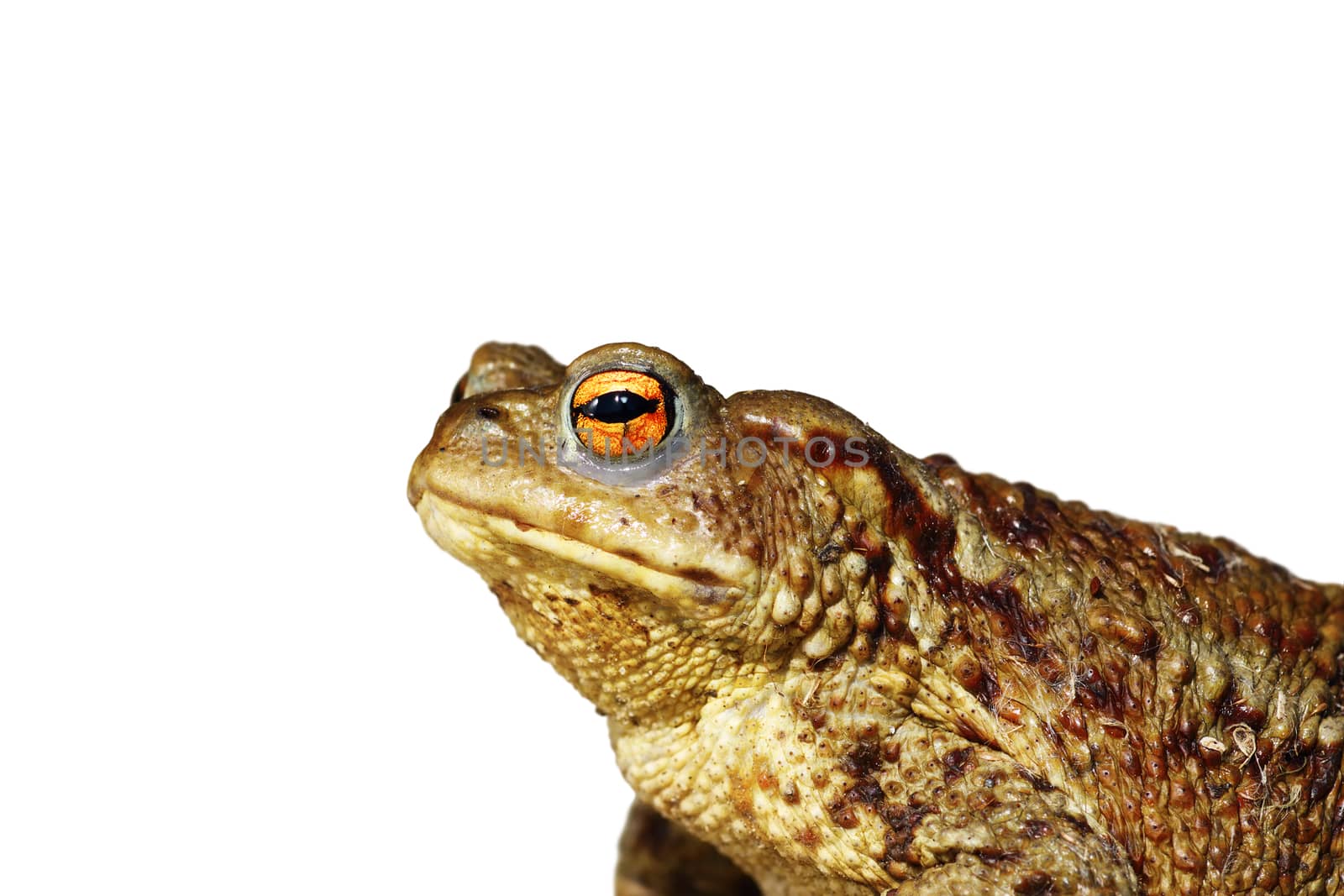 isolated closeup of brown common toad by taviphoto