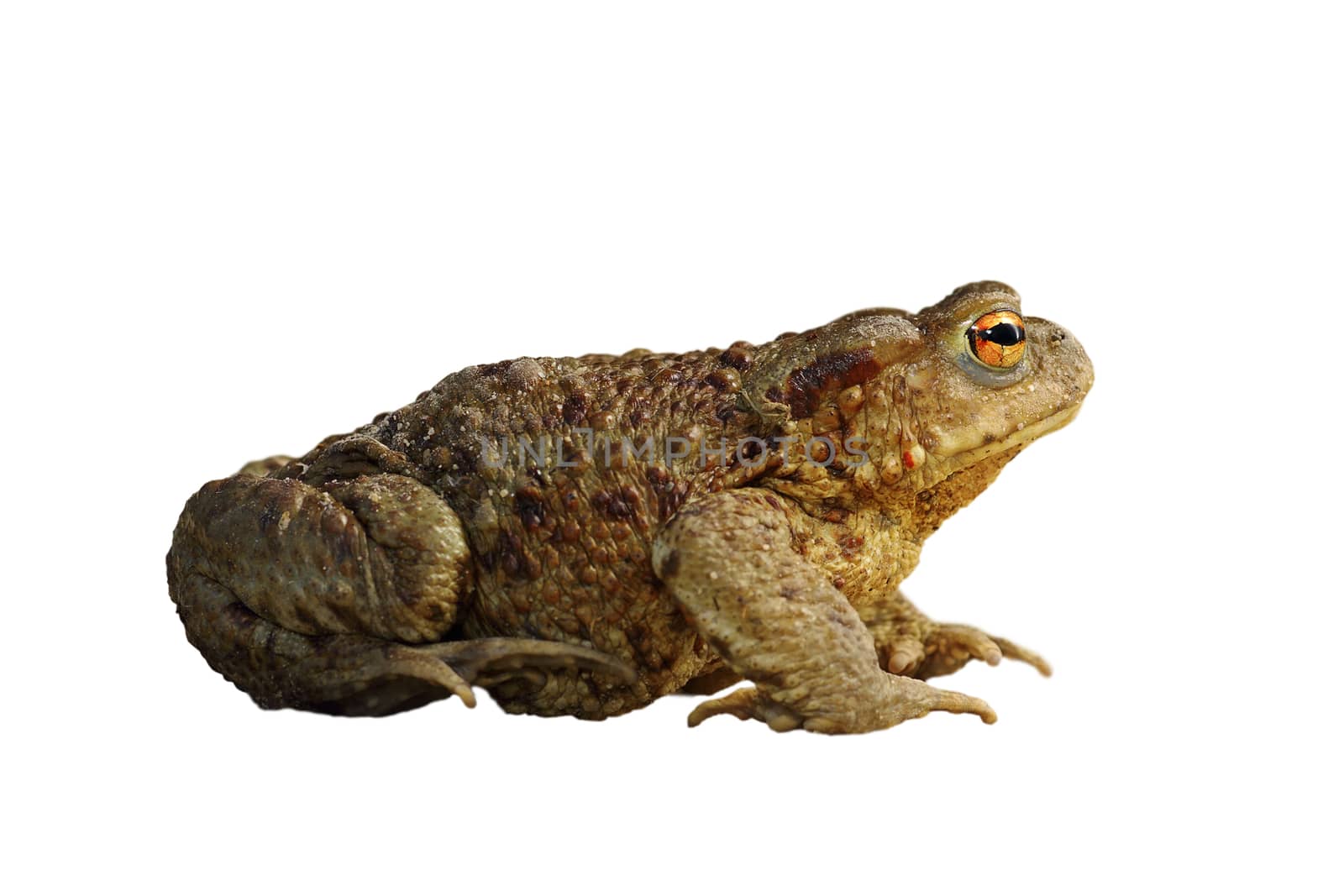 common brown toad isolated over white ( Bufo ), full length animal