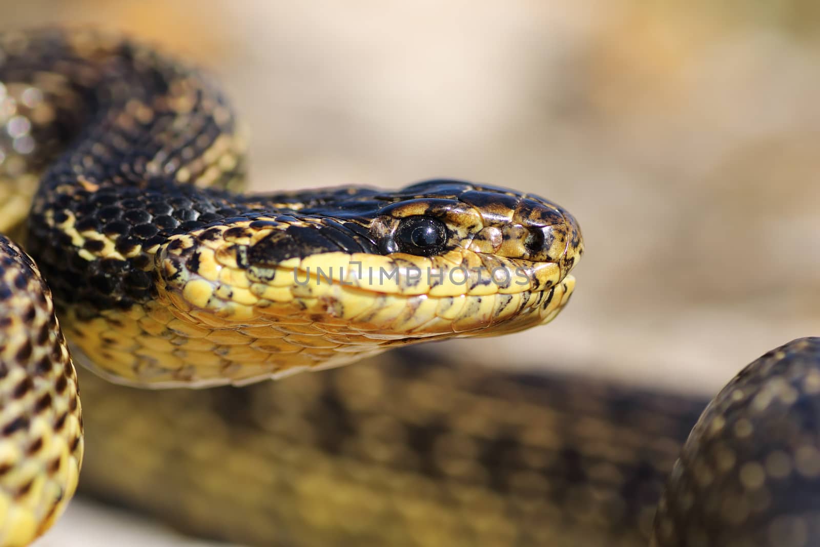 macro portrait of beautiful european blotched snake, one of the largest reptiles in Europe ( Elaphe sauromates )