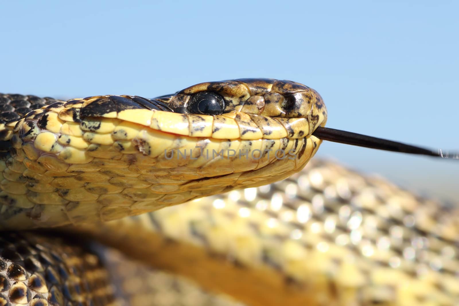 macro shot of Elaphe sauromates head, portrait of one of the largest snakes in Europe ( Blotched snake, photographed in Dobrogea, Romania )