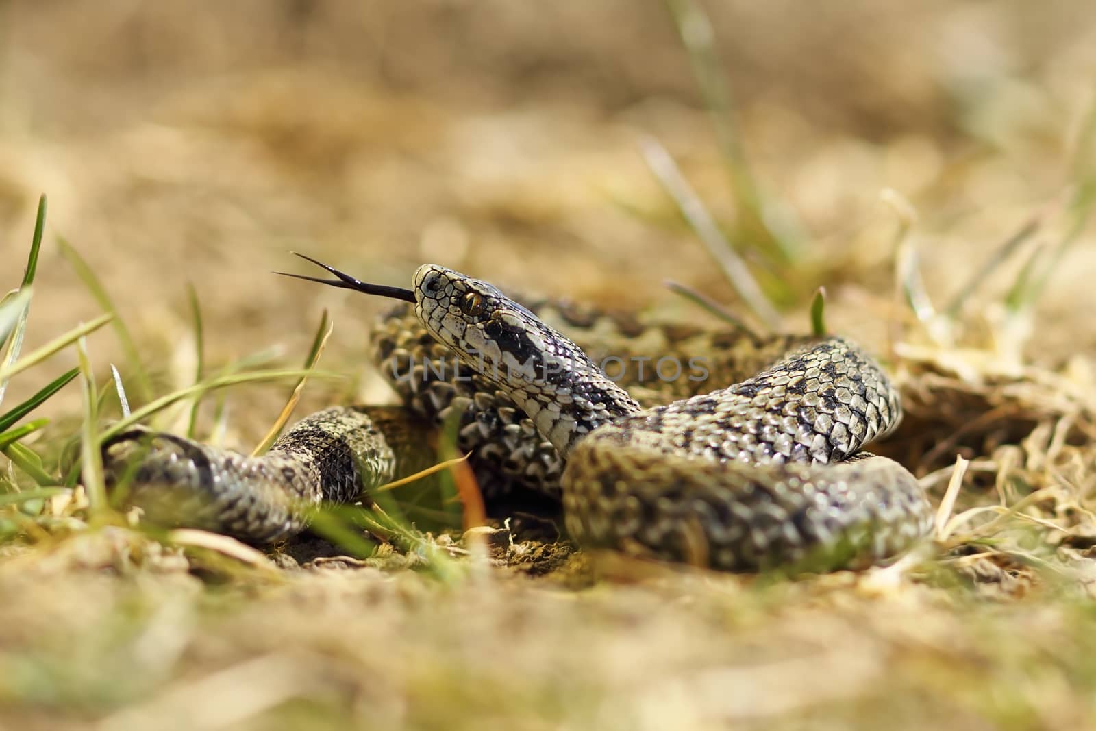 male meadow viper ready to bite by taviphoto