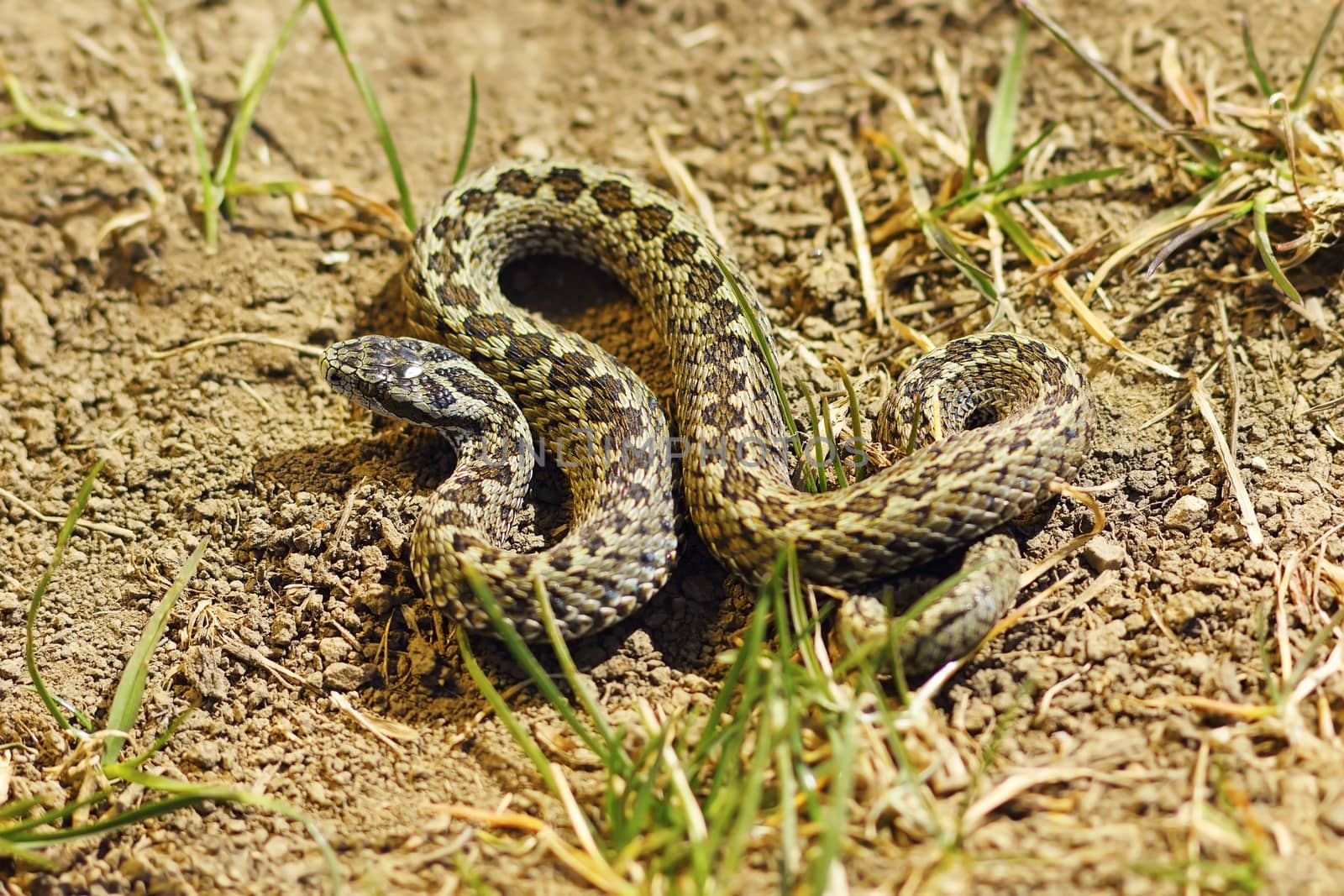 male meadow adder basking in natural habitat ( Vipera ursinii rakosiensis )