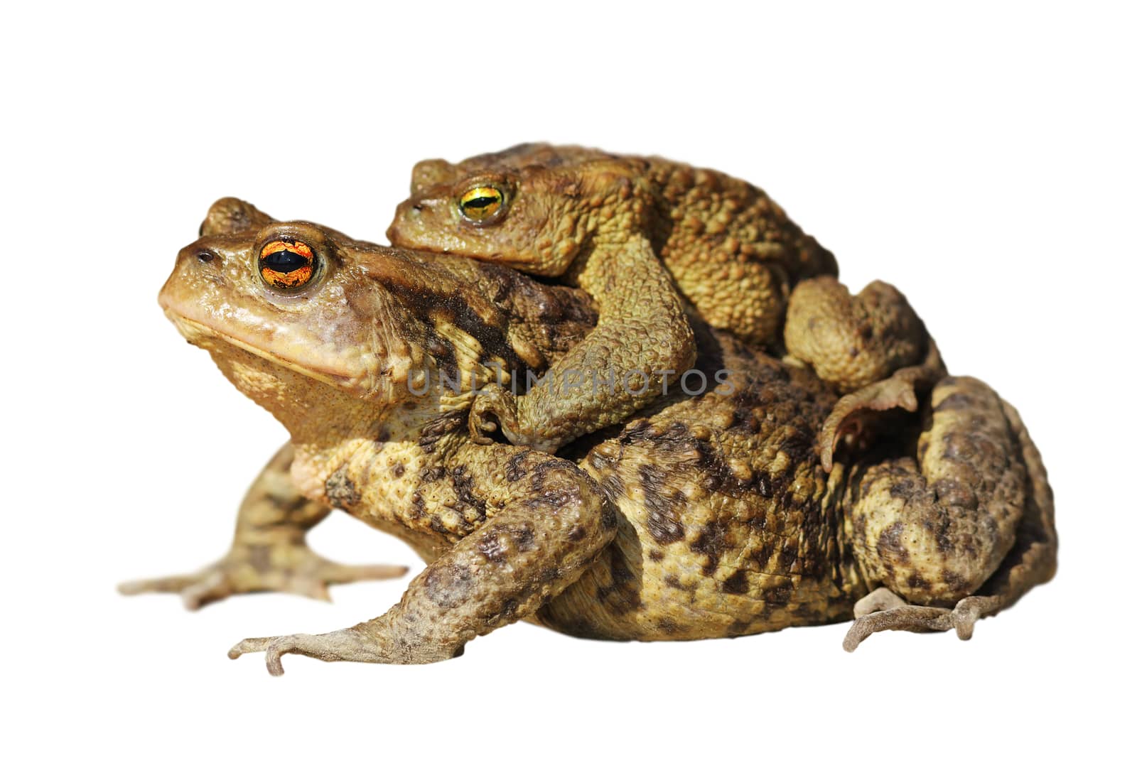 mating common toads isolated over white background ( Bufo )