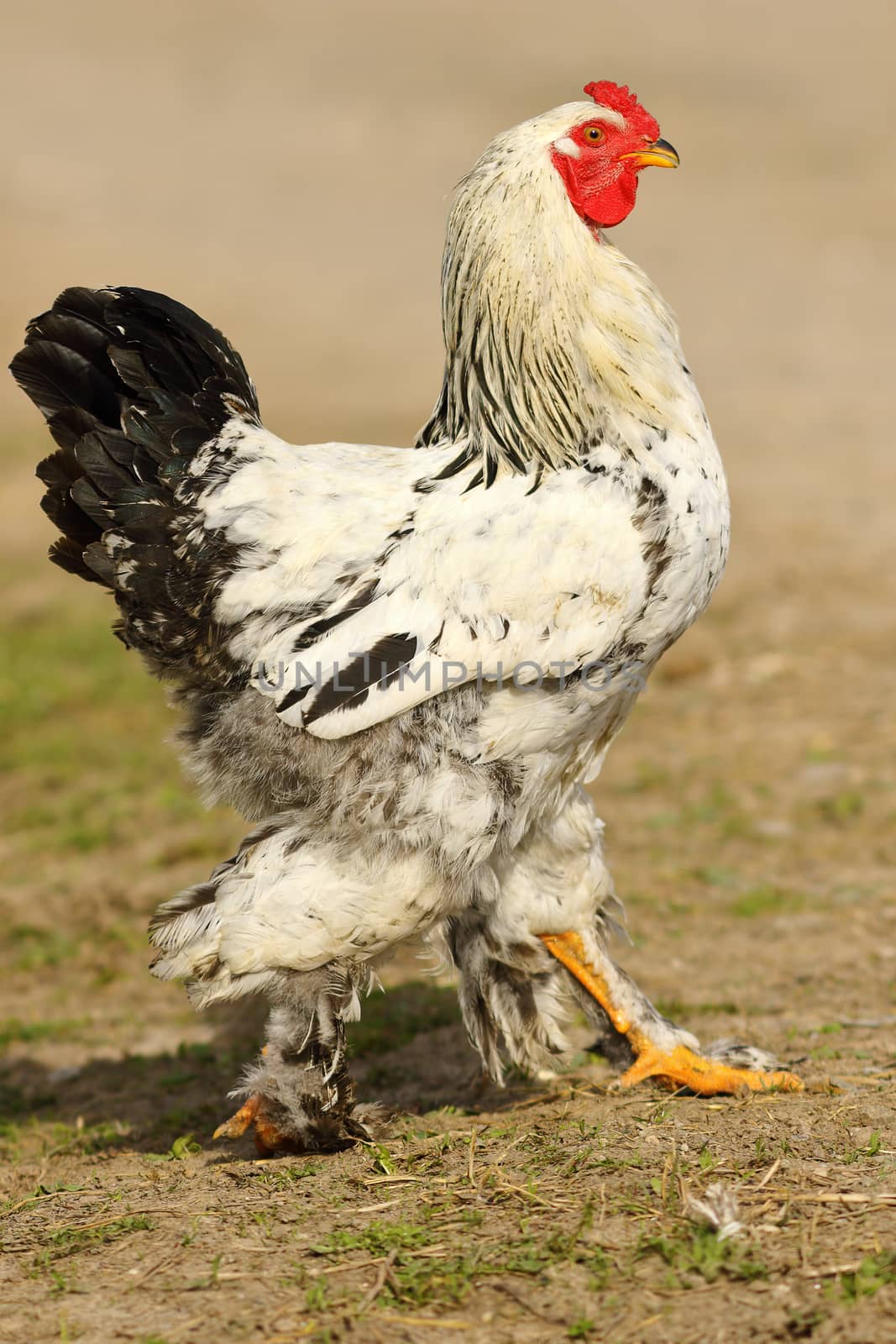 mottled colorful rooster walking proud in farm yard