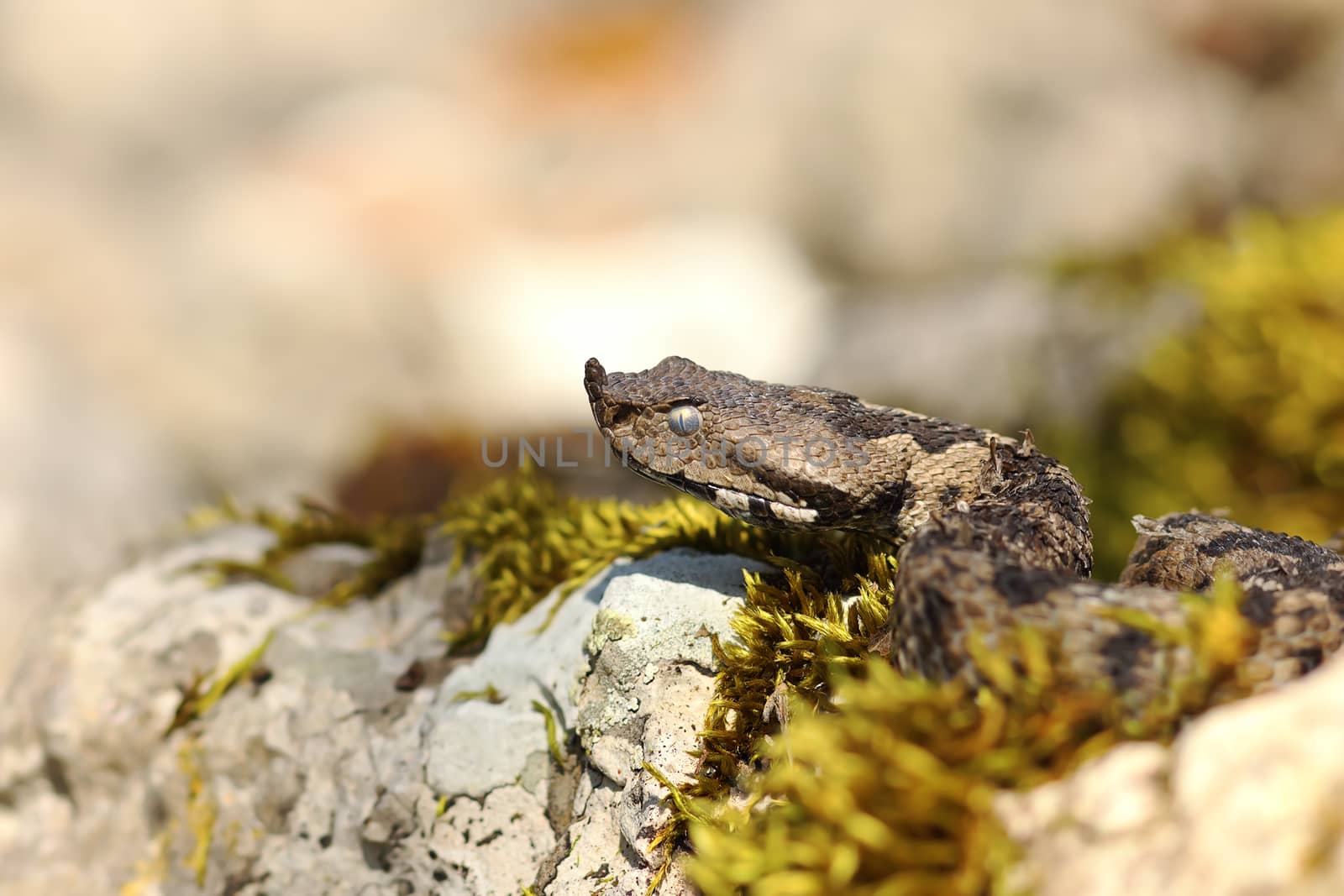 nose horned viper portrait 1 by taviphoto