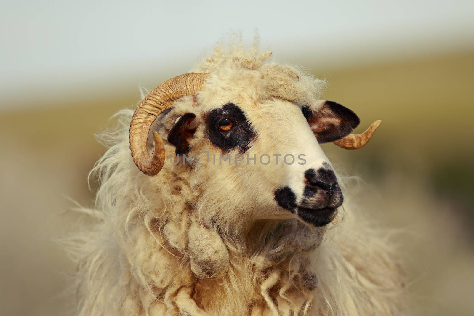 portrait of big domestic ram at the farm