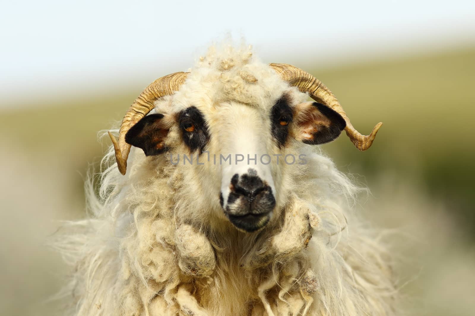 portrait of fluffy white ram over out of focus background