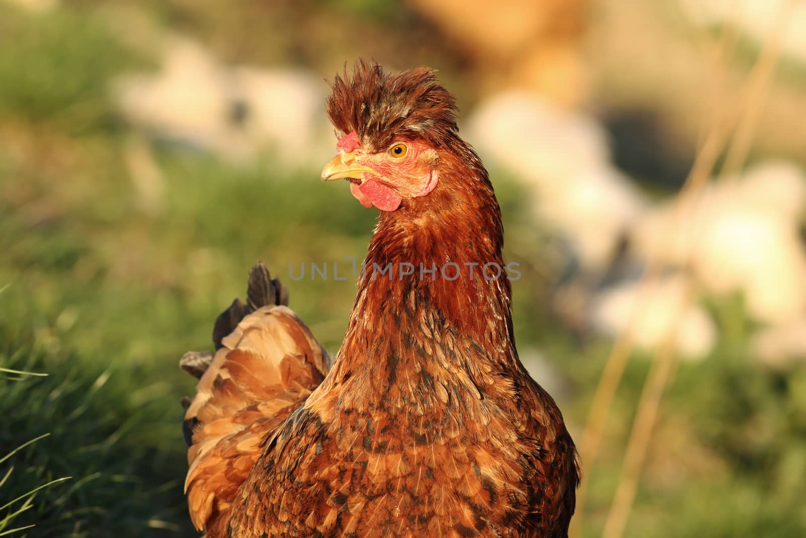 portrait of funny brown hen, domestic bird near the bio farm