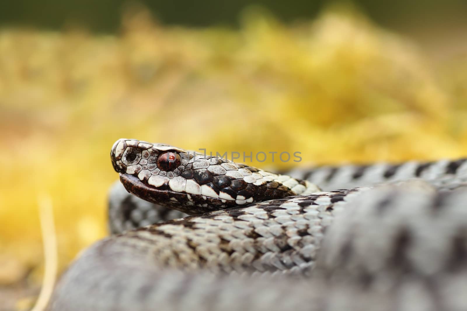 portrait of male Vipera berus, the mot common poisonous snake in Europe