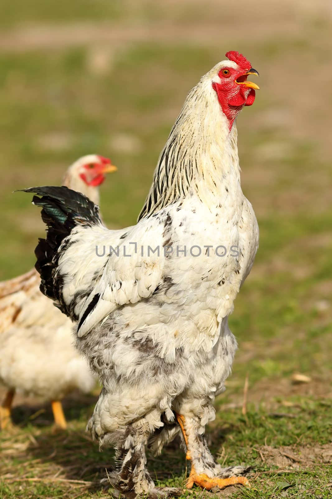proud white rooster singing in the farm yard