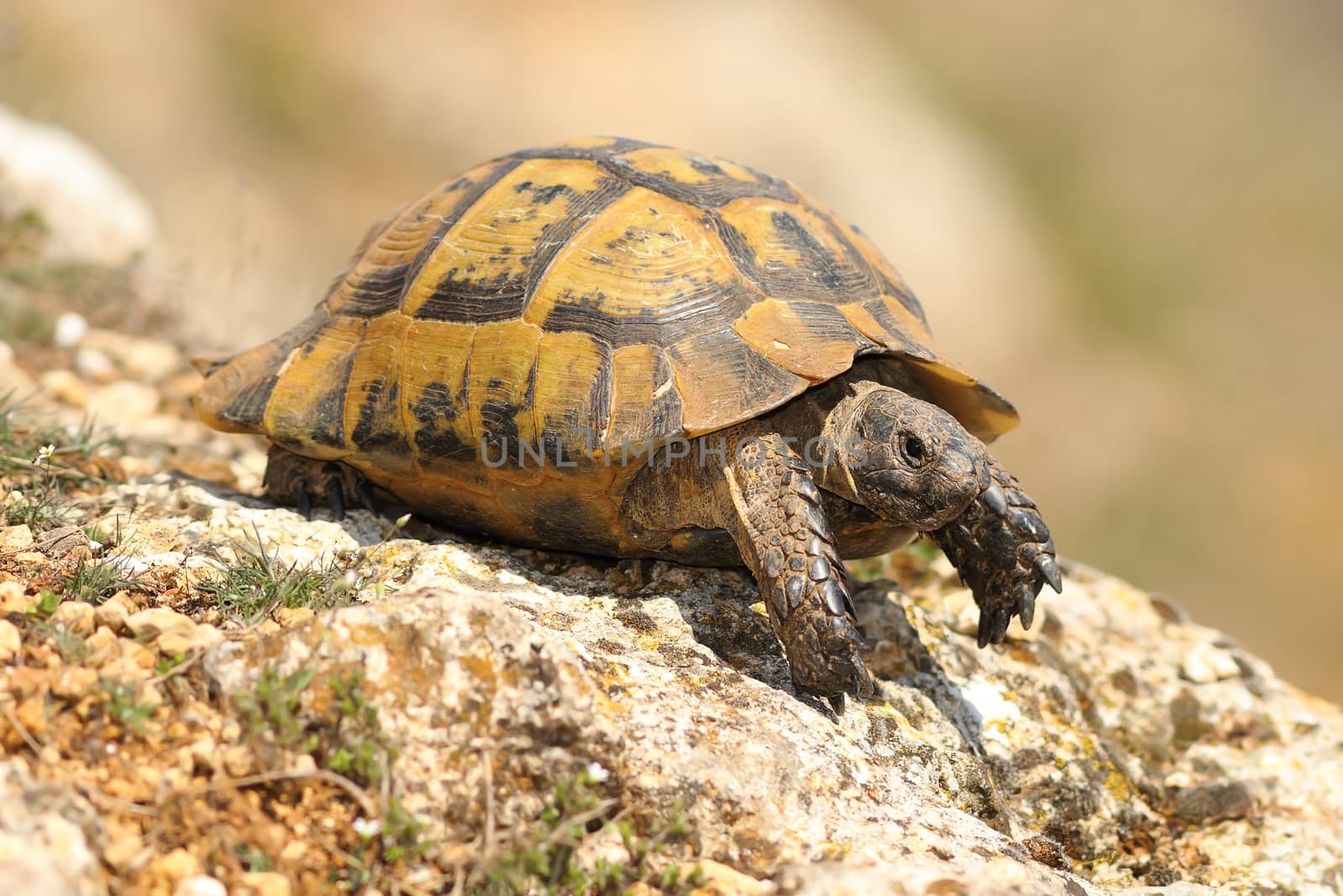 Testudo graeca on a rock in a spring sunny day ( spur thighed tortoise )