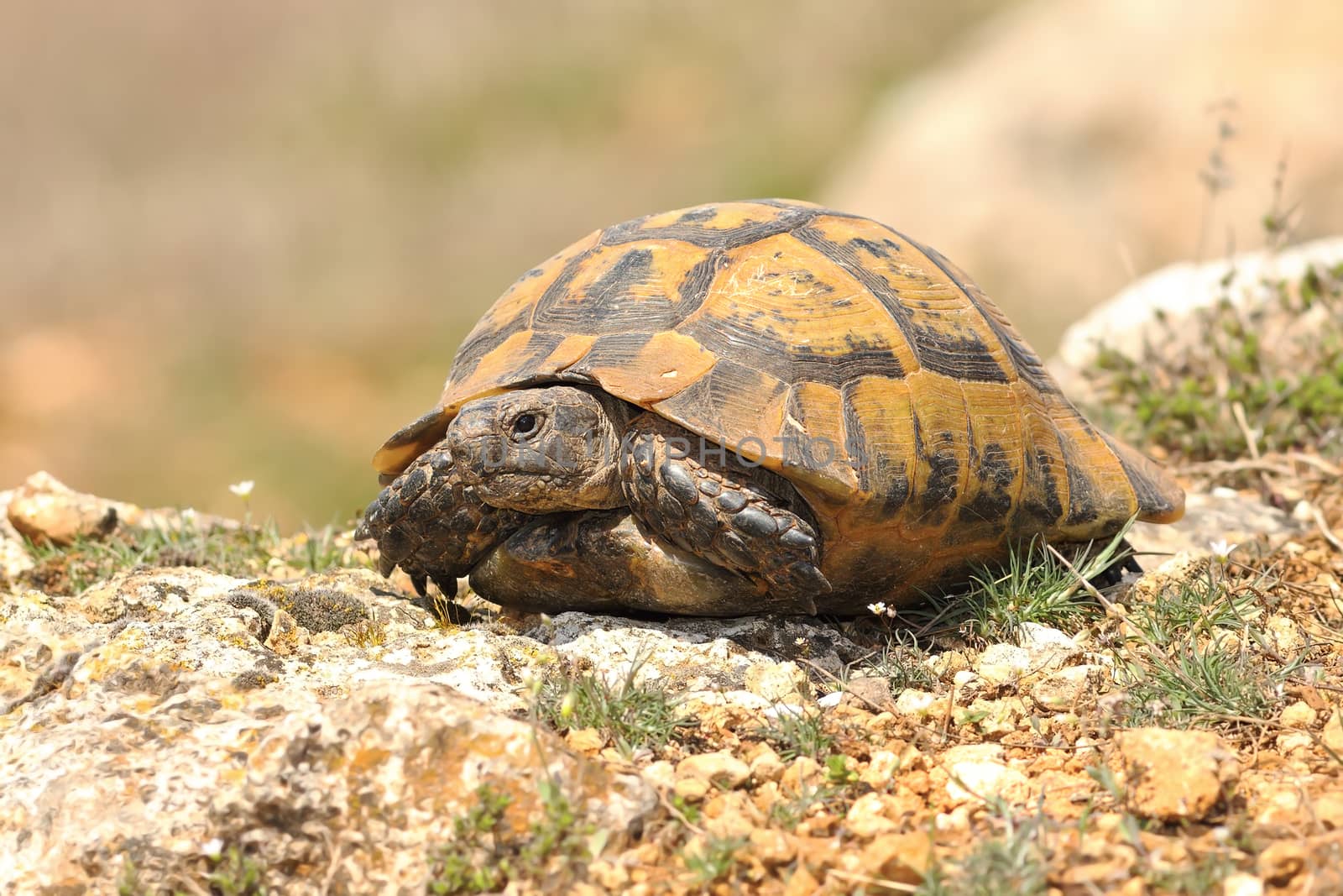 Testudo graeca basking on rocky ground at the end on march  (  spur-thighed tortoise )