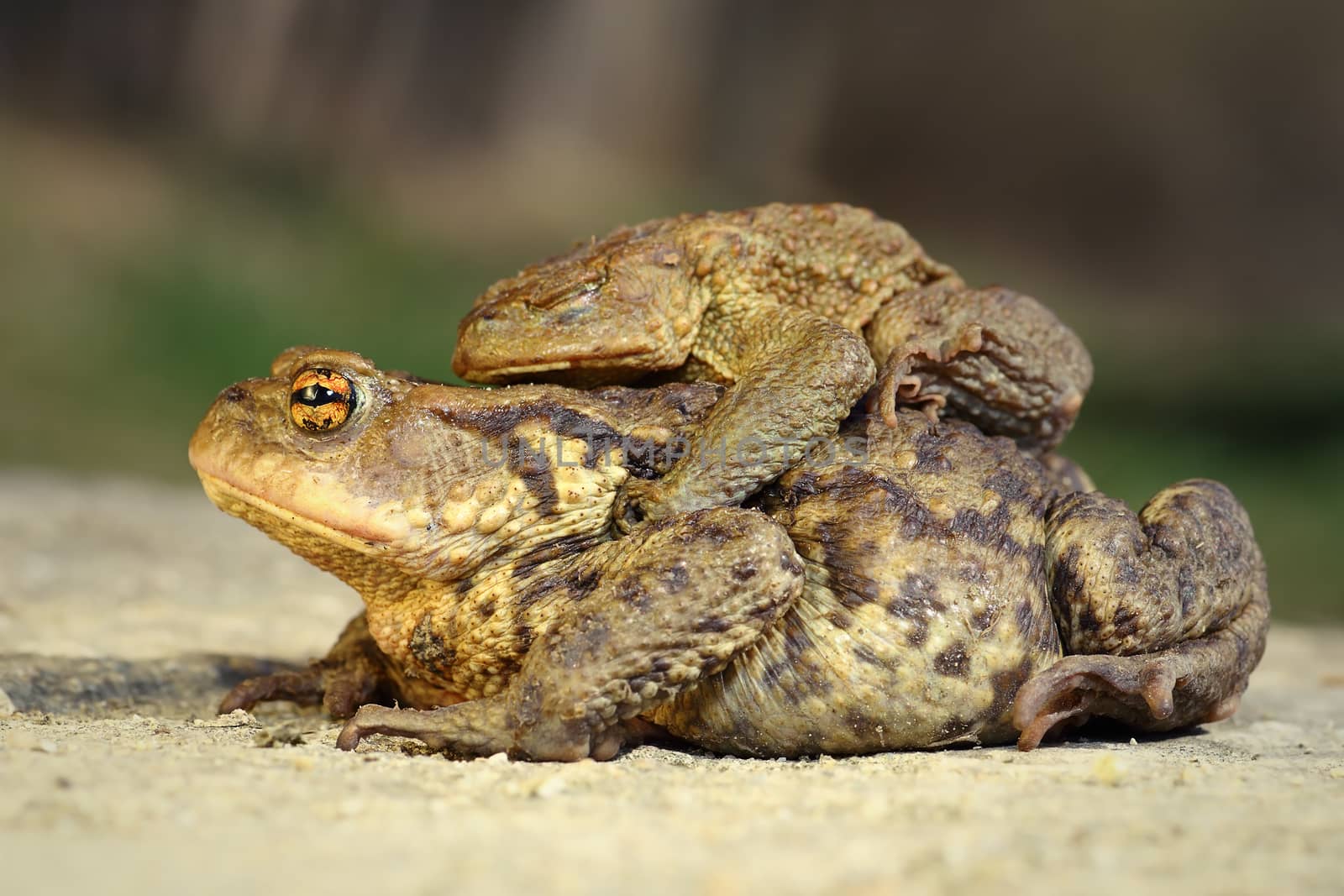 brown common toads mating in spring ( Bufo ), male standing on the back of female