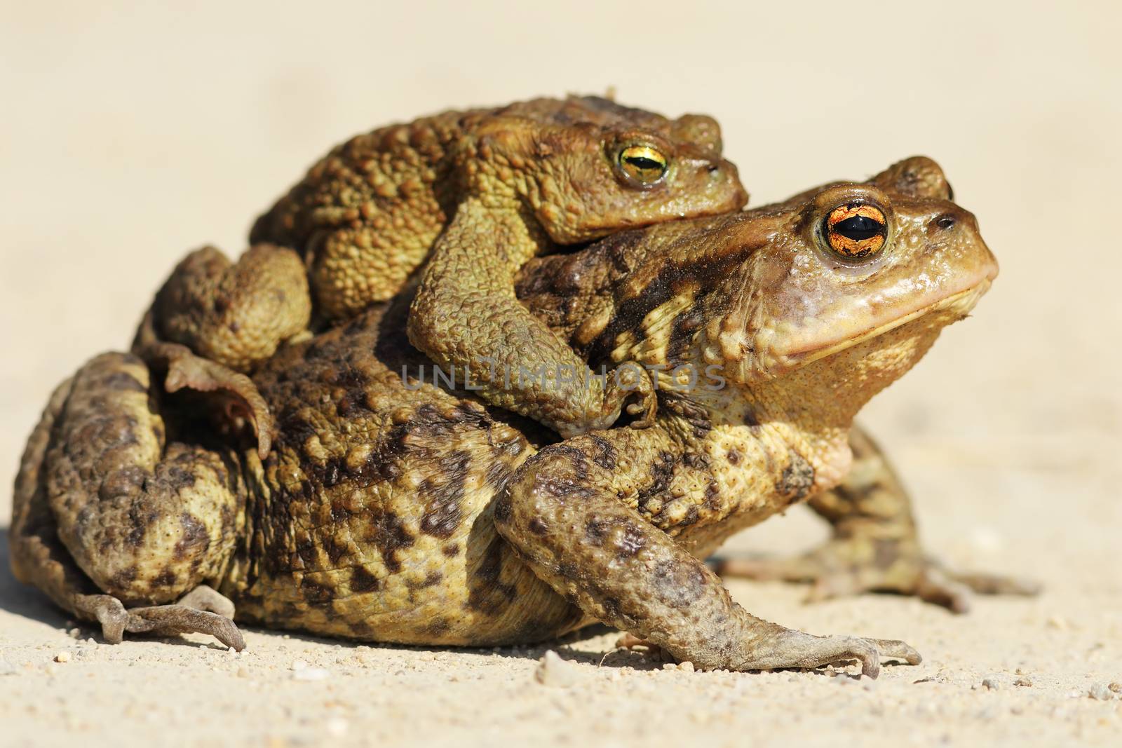 brown toads mating in spring  by taviphoto