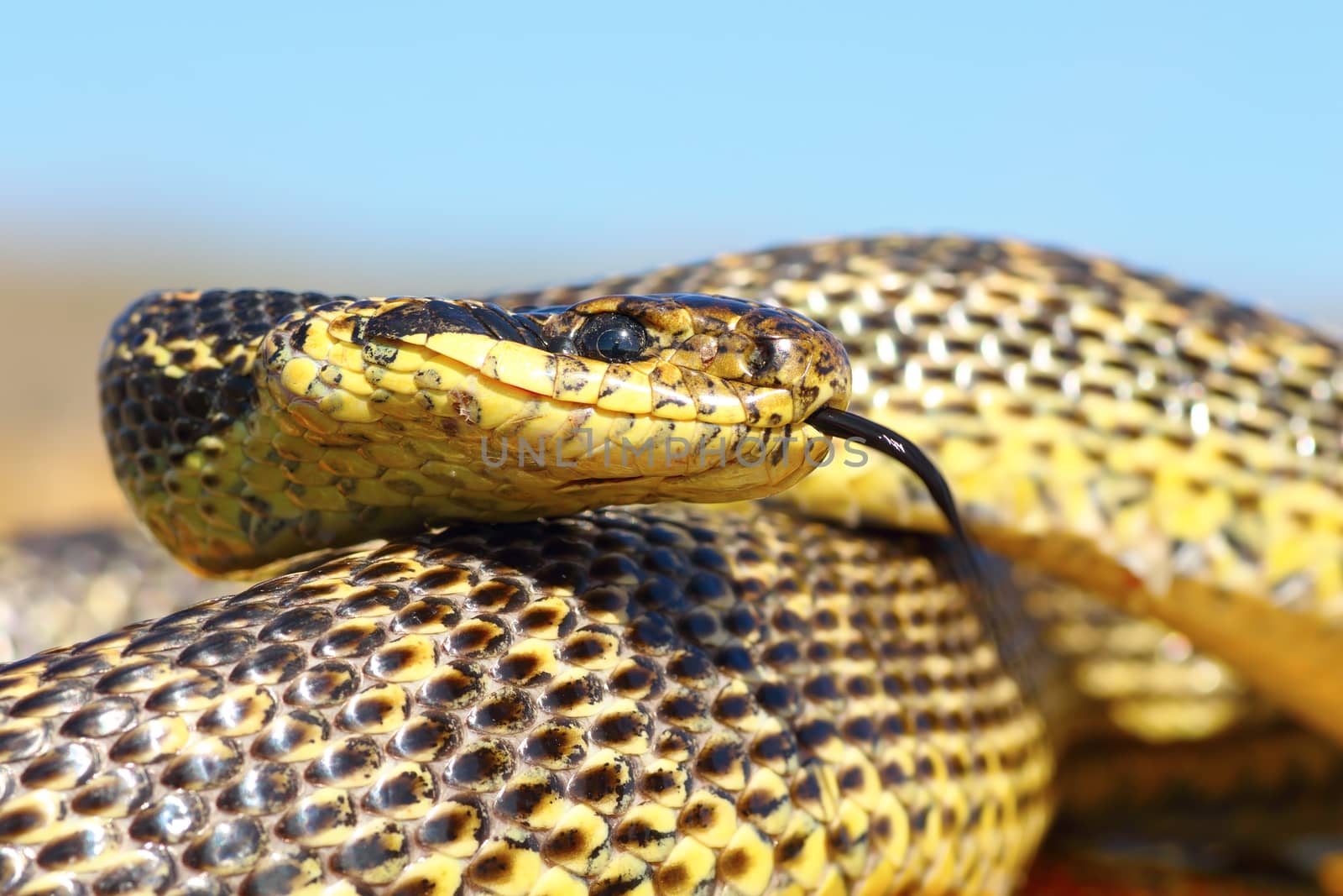 close up of blotched snake head by taviphoto