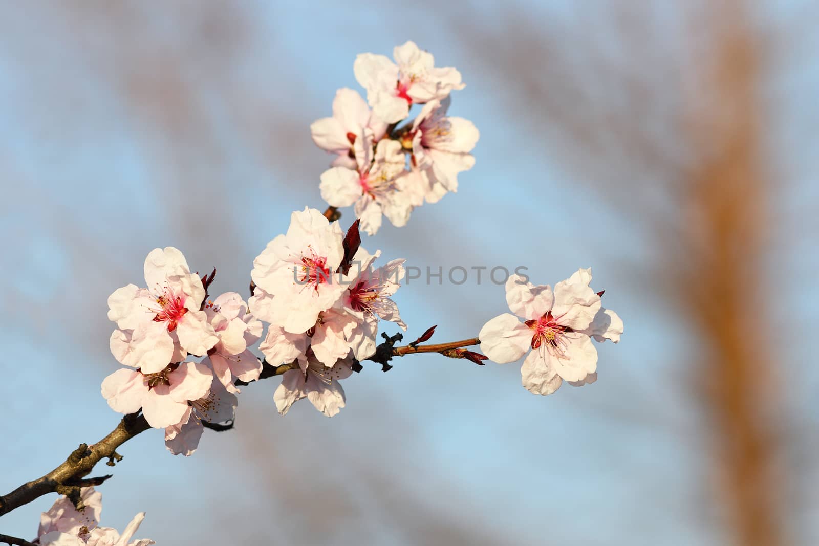 colorful flowers of japanese cherry tree over blue sky background, spring symbol