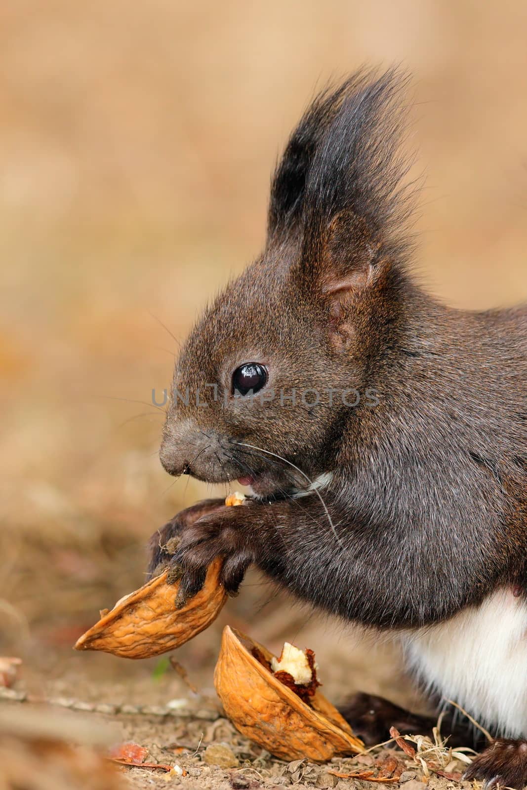 profile view of cute little red squirrel eating nut ( Sciurus vulgaris )