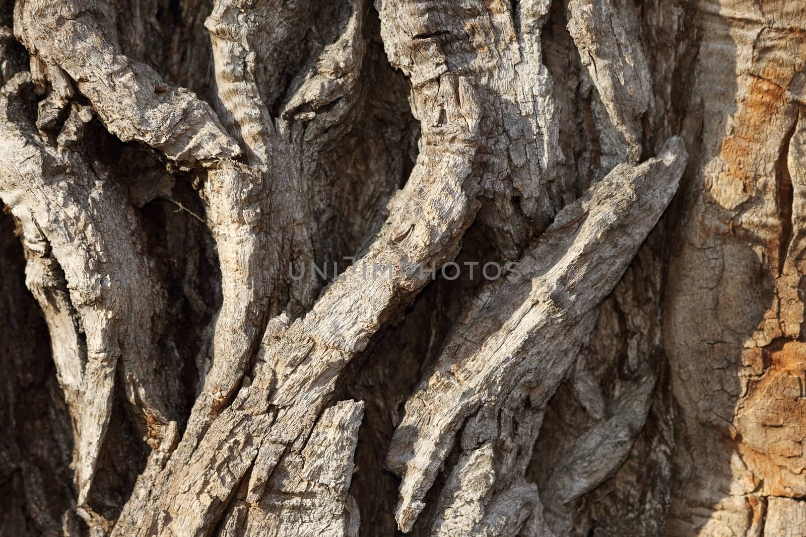 detail of very old poplar tree bark, natural real texture
