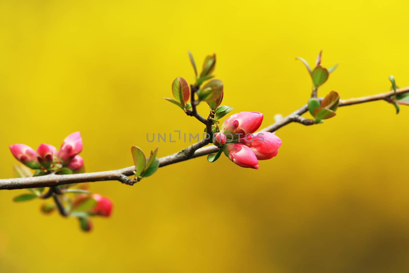japanese violet cherry flowers over yellow out of focus background