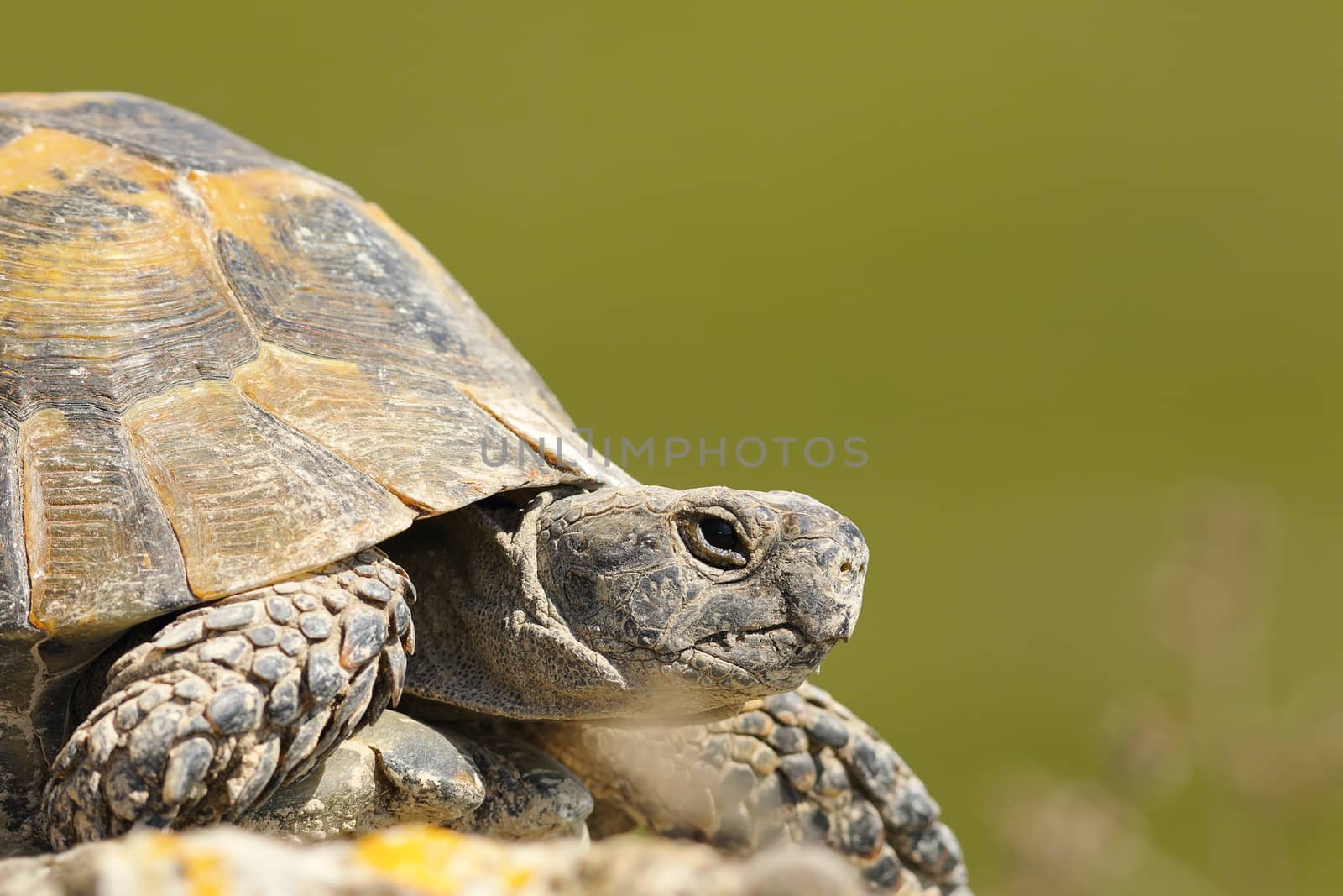 greek turtoise portrait or spur-thighed tortoise ( Testudo graeca ) over green out of focus background; this animal from the wild was just hatched from hibernation