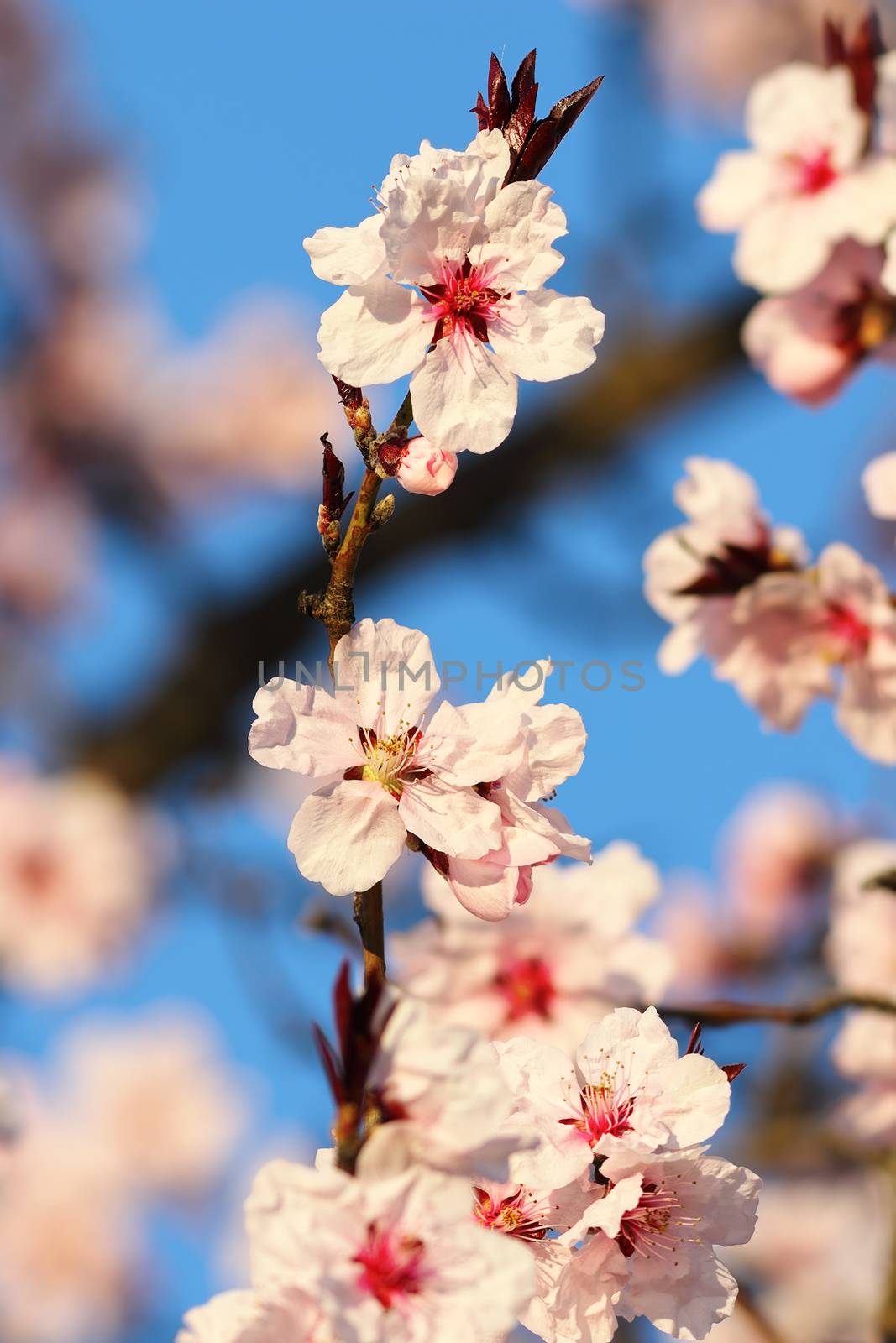 japanese cherry tree beautiful pink flowers over blue sky