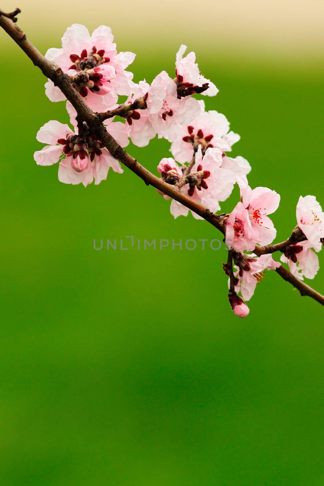 japanese cherry pink flowers over green out of focus background