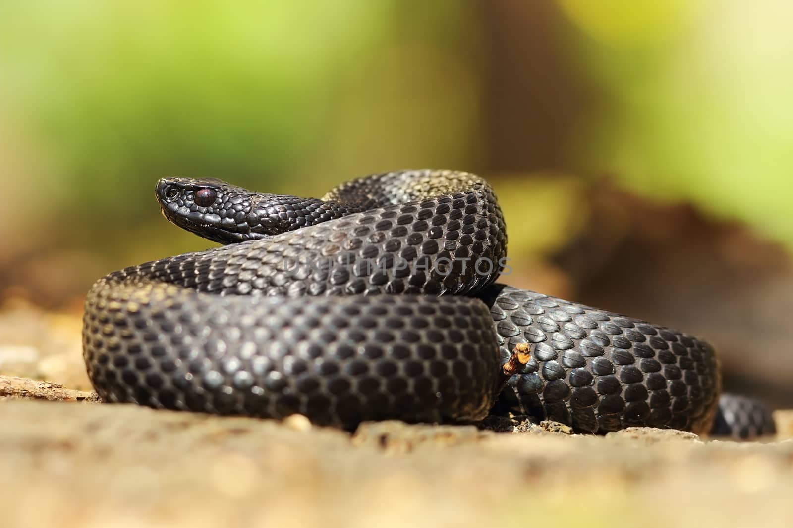 black nikolskii adder in natural habitat ( Vipera berus nikolskii, melanistic form )