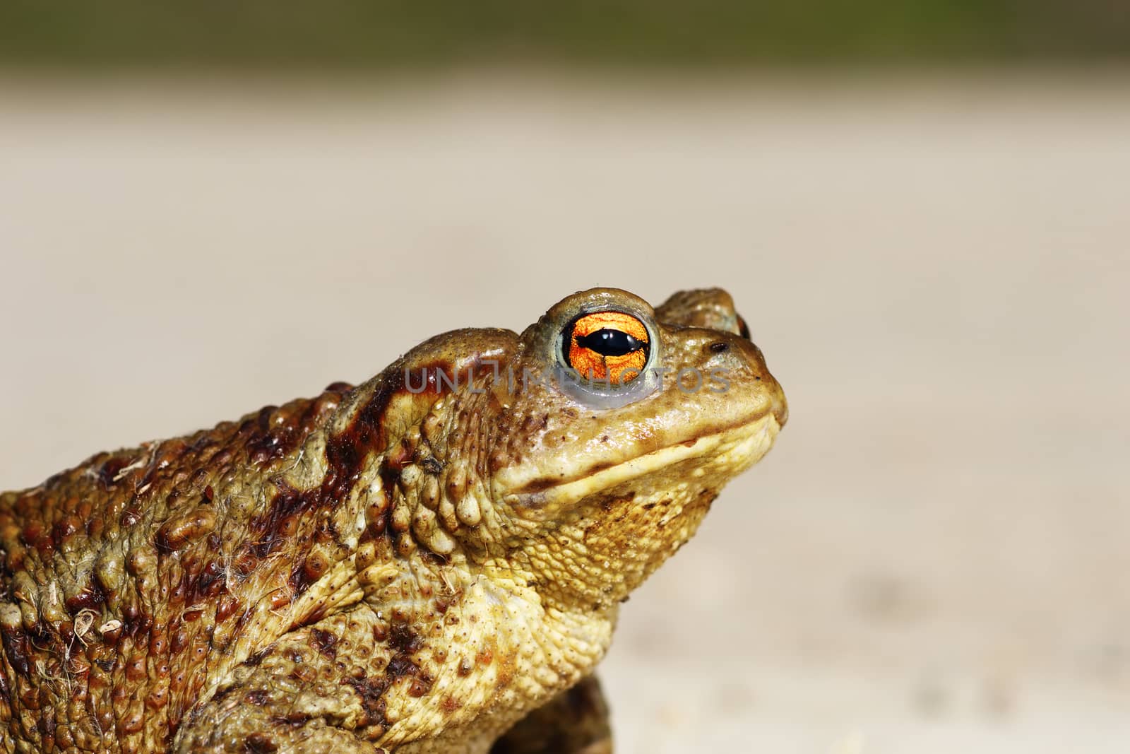 portrait of tiny common toad by taviphoto