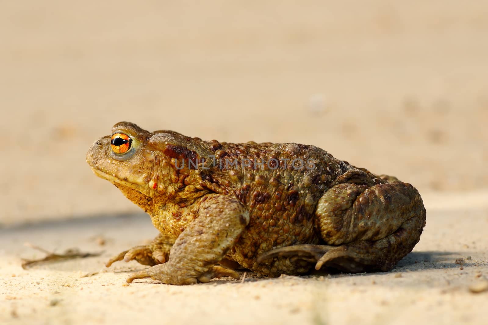 profile view of brown common toad ( Bufo, female )