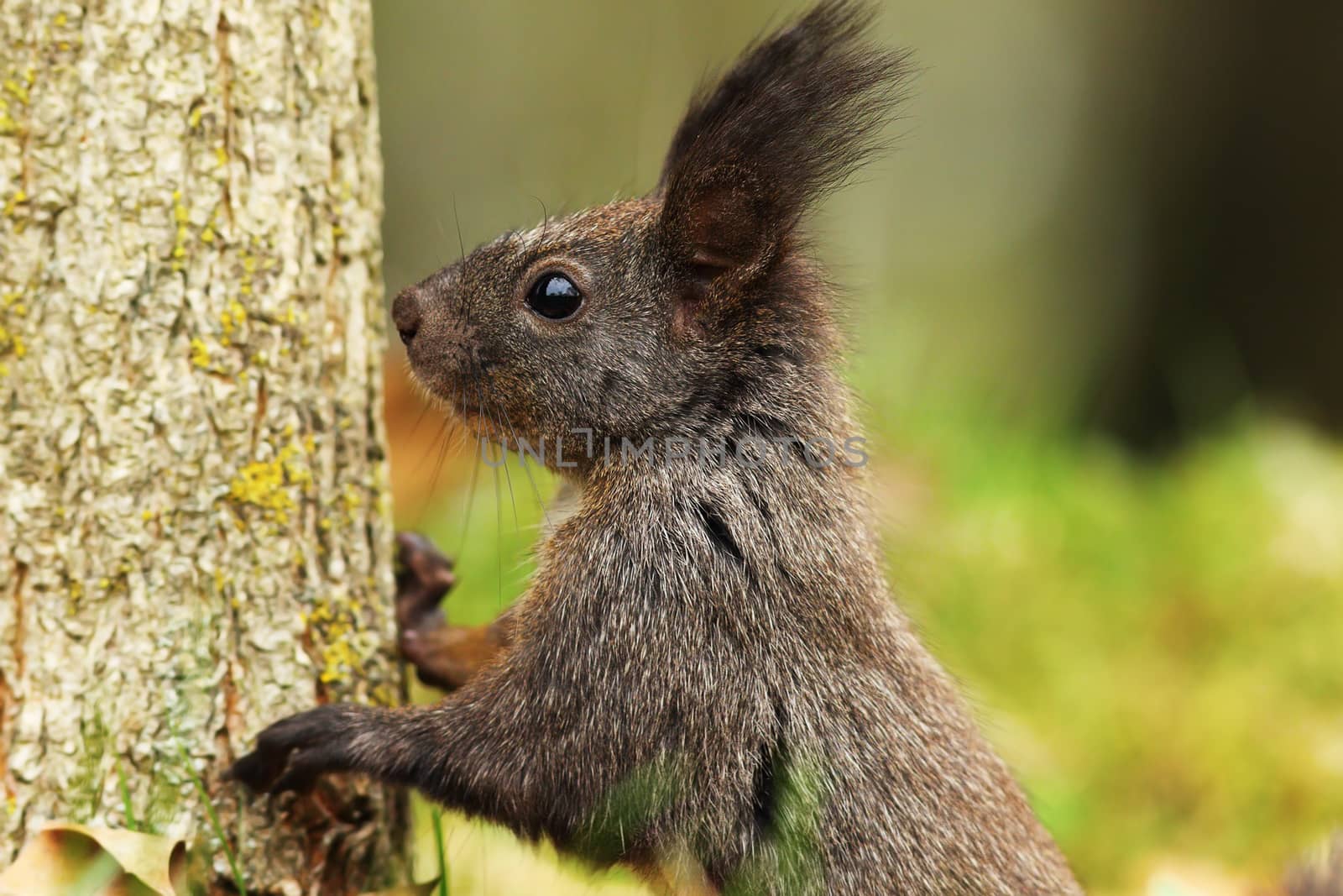 portrait of wild european squirrel ( Sciurus vulgaris )