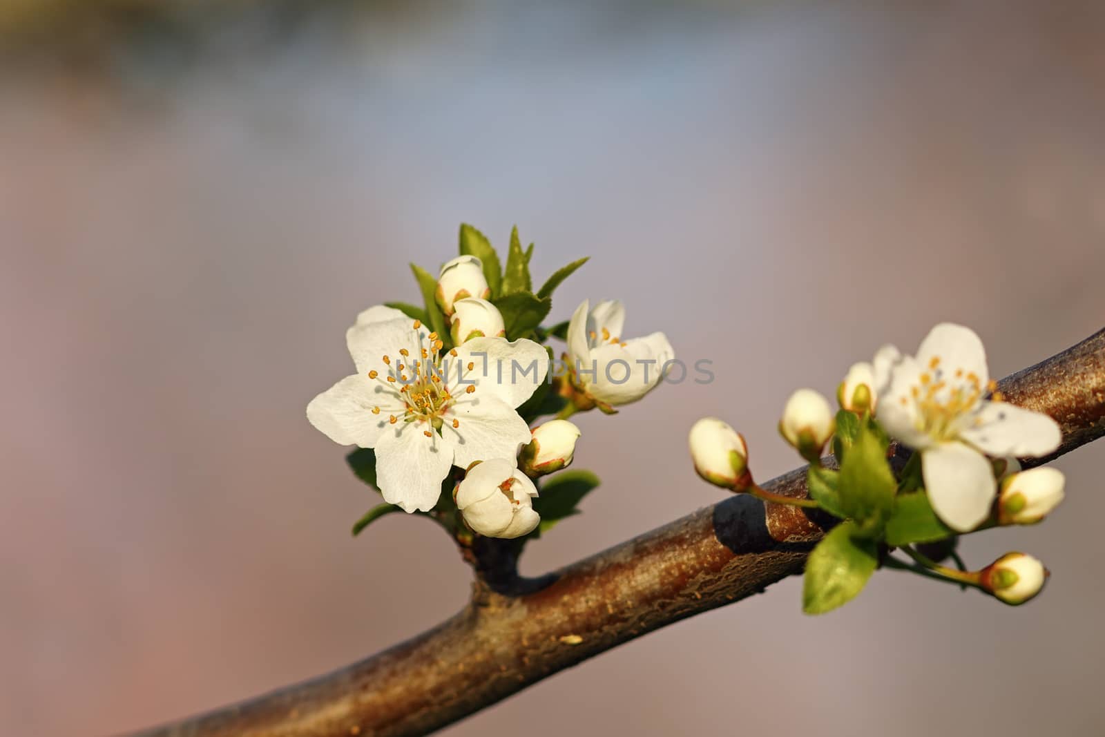 wax cherry white flowers in the park, detail