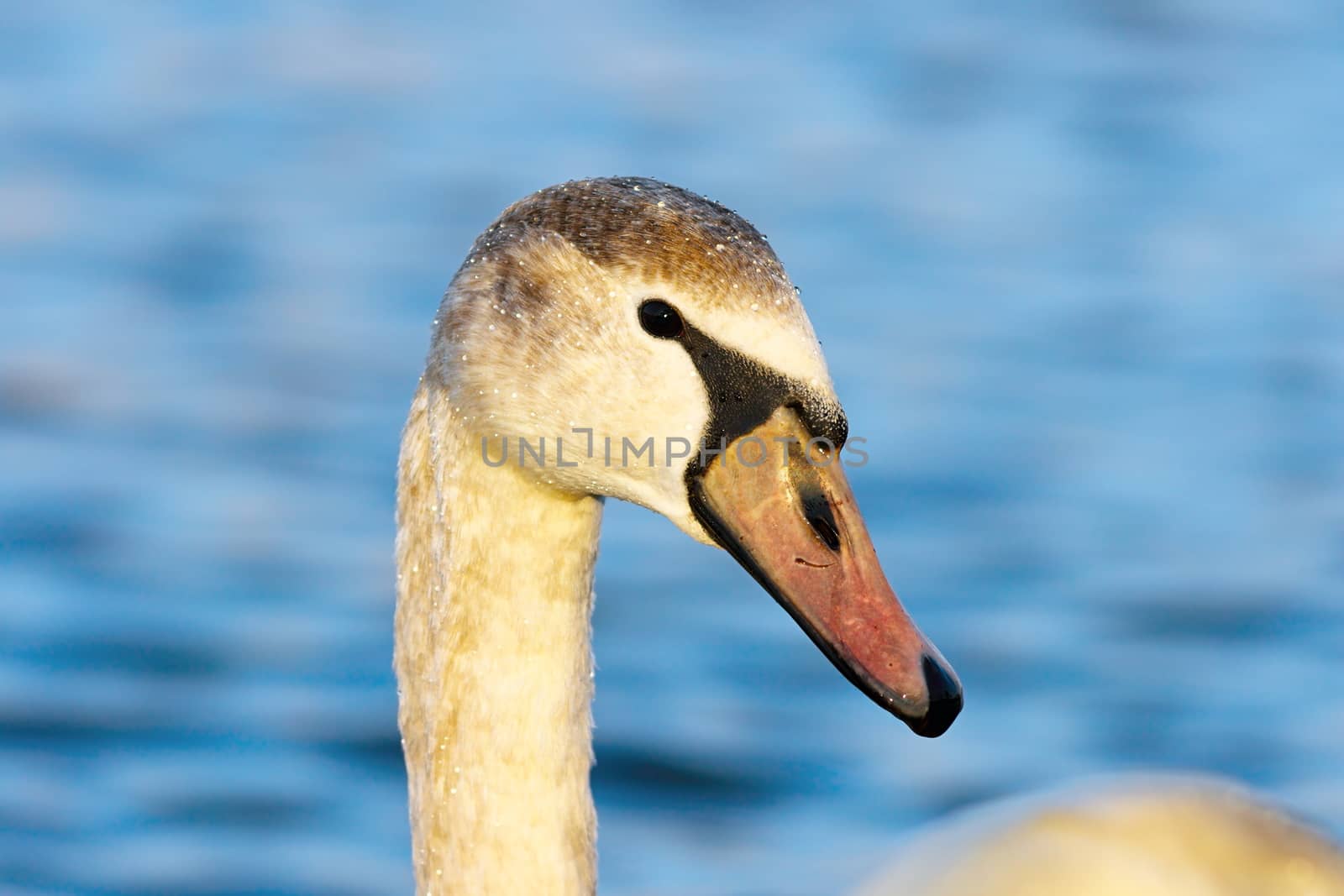 beautiful portrait of mute swan over blue out of focus background ( Cygnus olor )