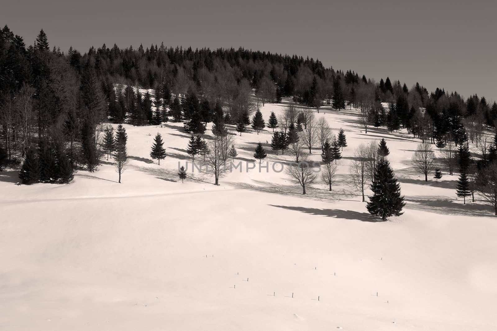 black and white image of forest edge by taviphoto